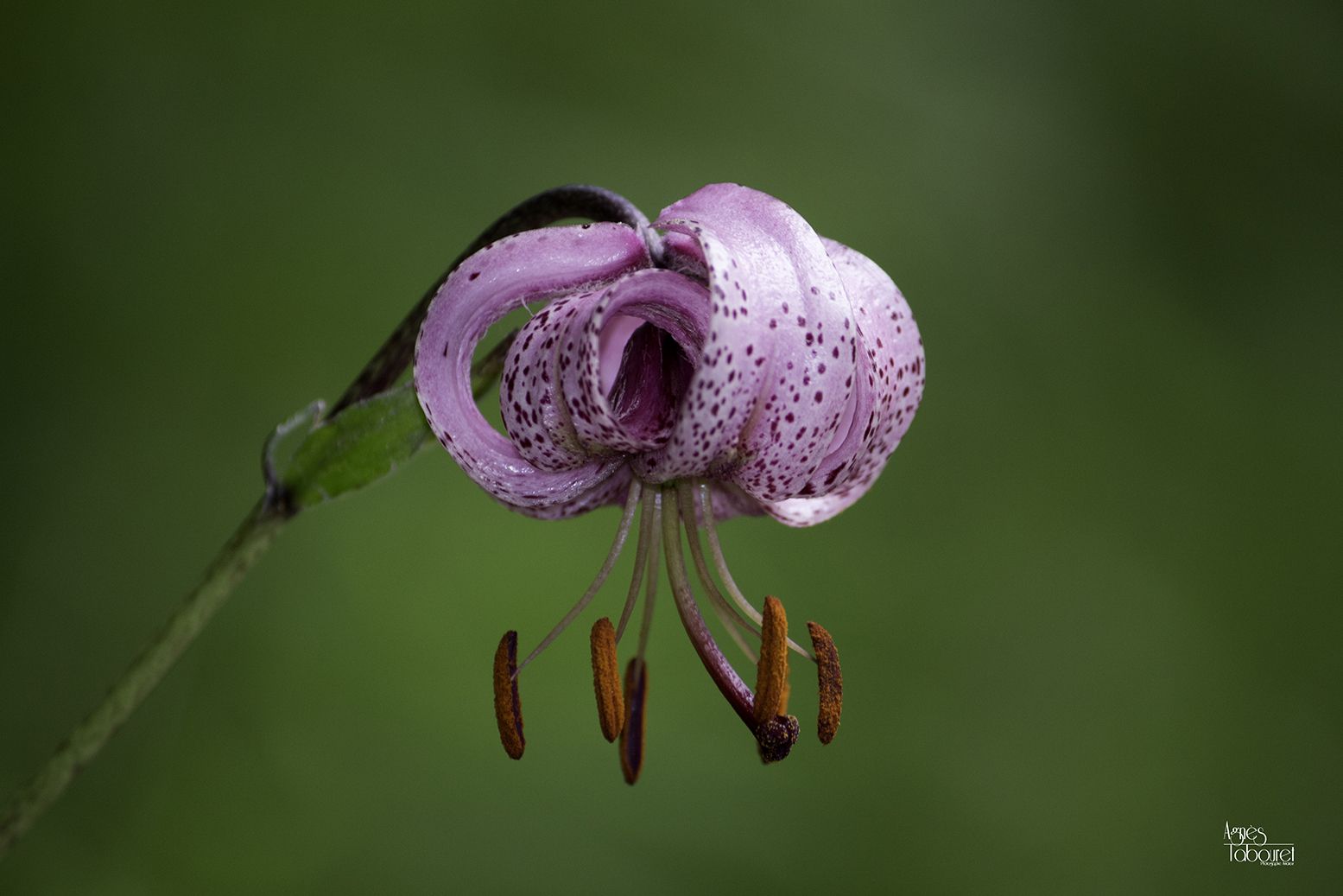 Wallpapers Nature Flowers Lys