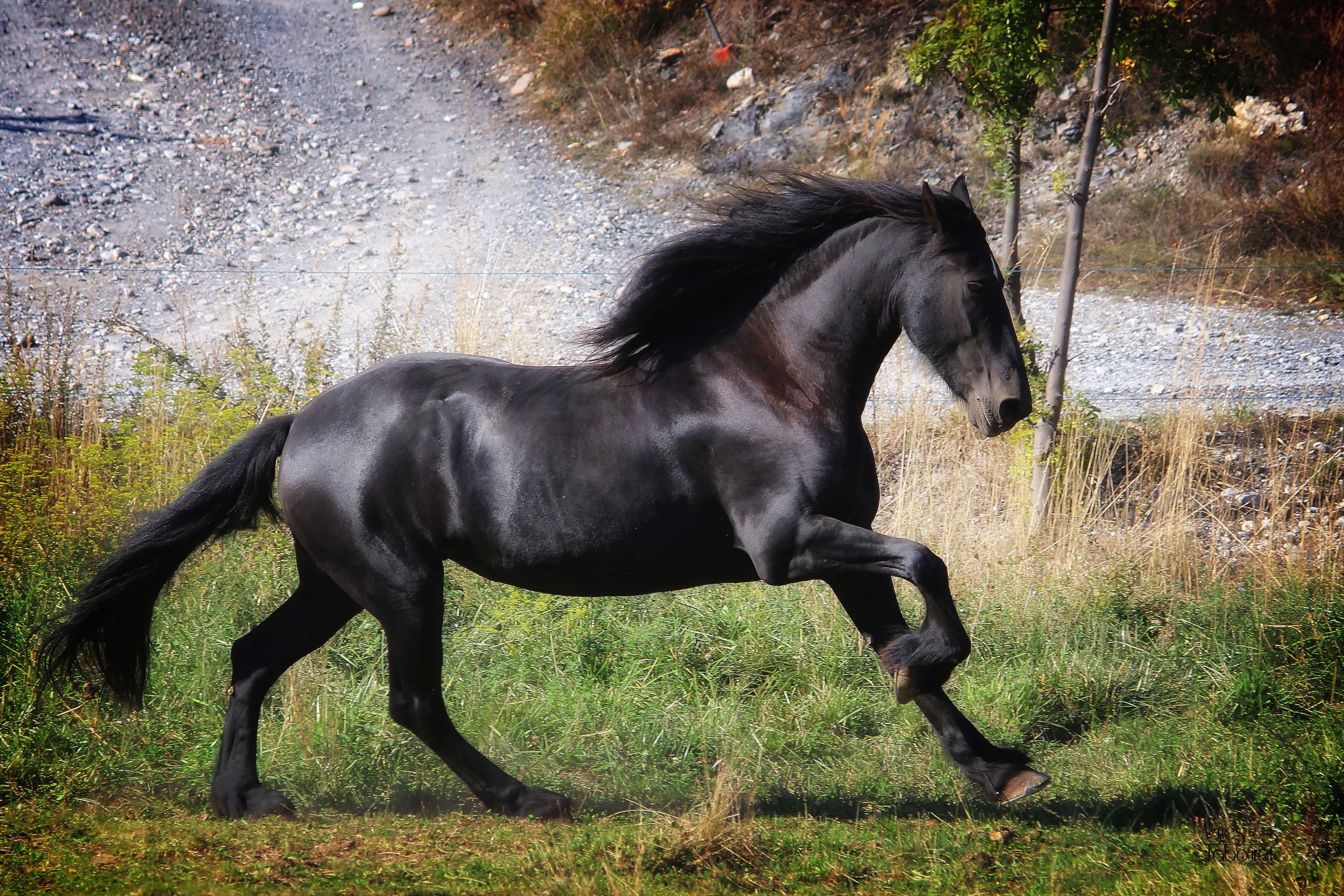 Fonds d'cran Animaux Chevaux Frison