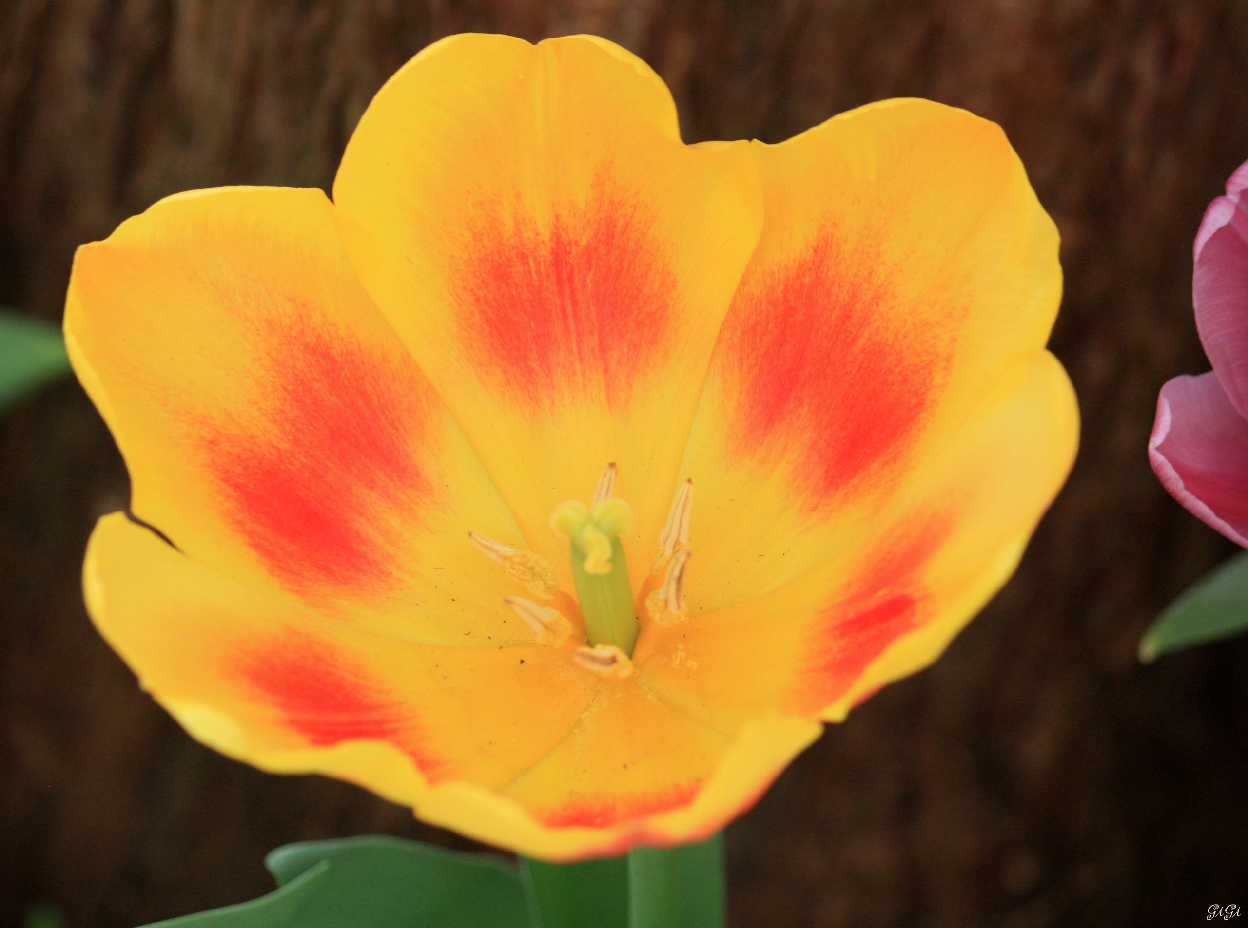 Fonds d'cran Nature Fleurs Floralia Brussels au Chteau de Grand Bigard (2014)