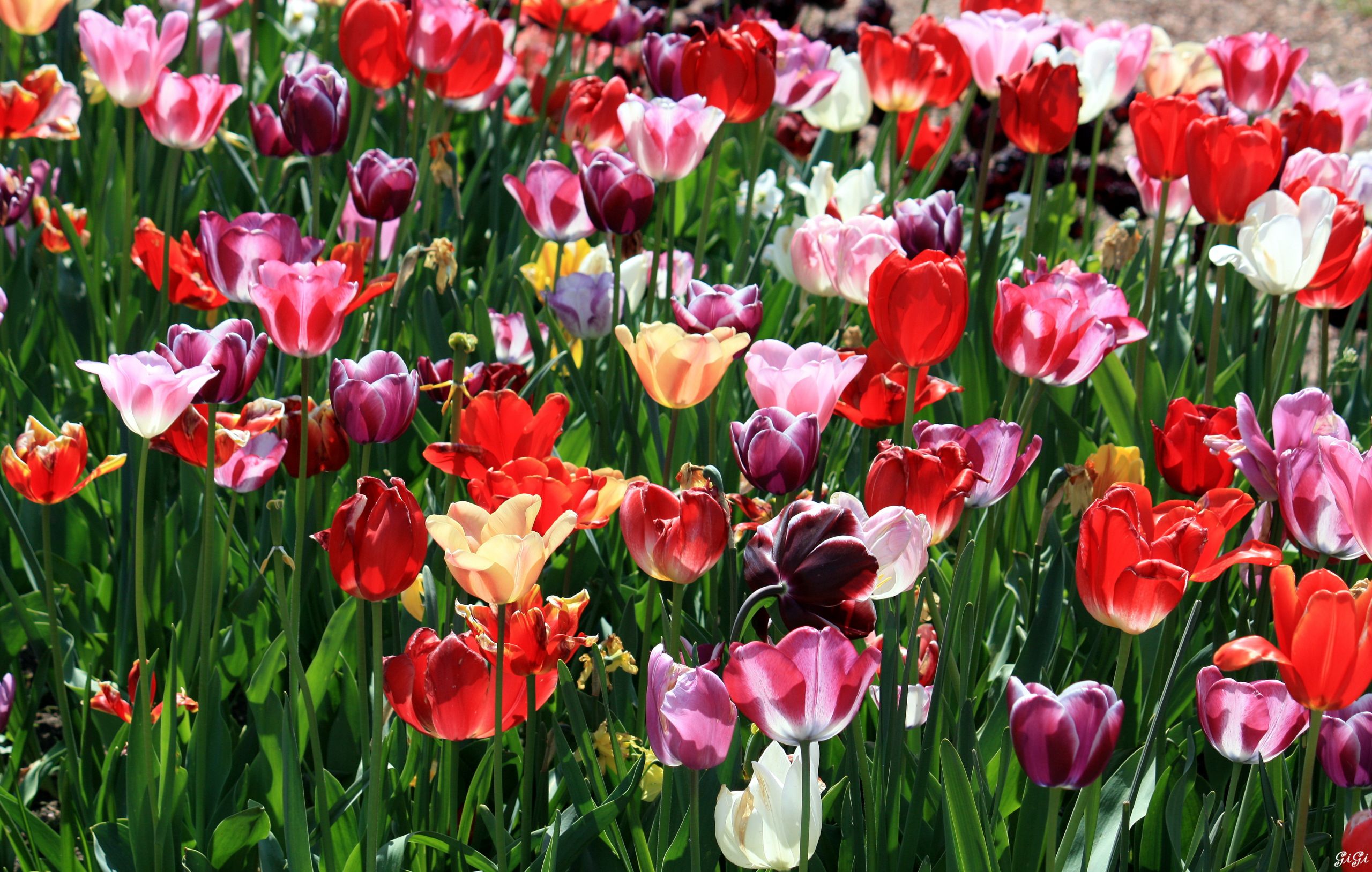 Fonds d'cran Nature Fleurs Floralia Brussels au Chteau de Grand Bigard (2014)