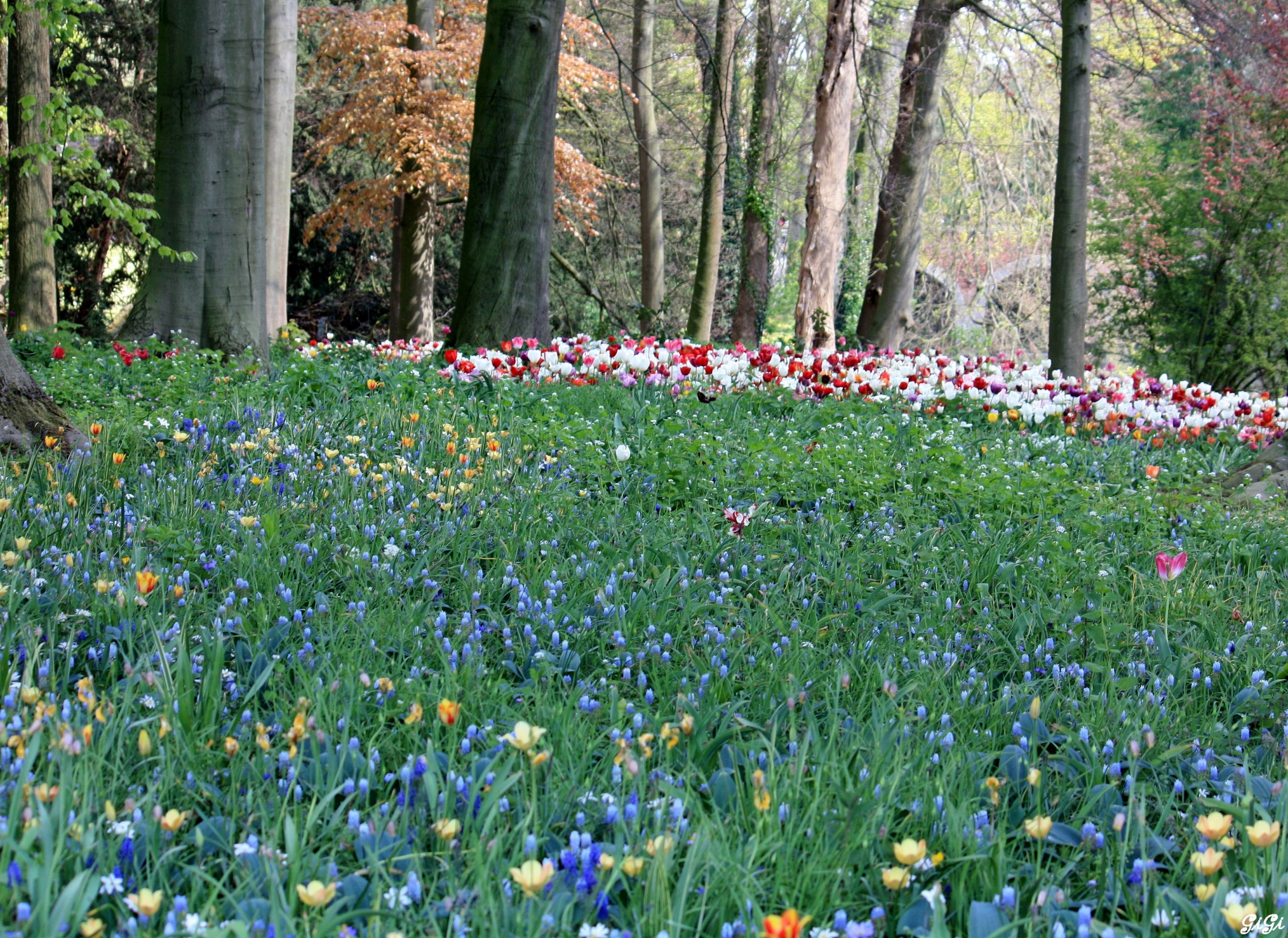 Fonds d'cran Nature Fleurs Floralia Brussels au Chteau de Grand Bigard (2014)