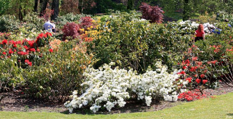 Fonds d'cran Nature Fleurs Floralia Brussels au Chteau de Grand Bigard (2014)