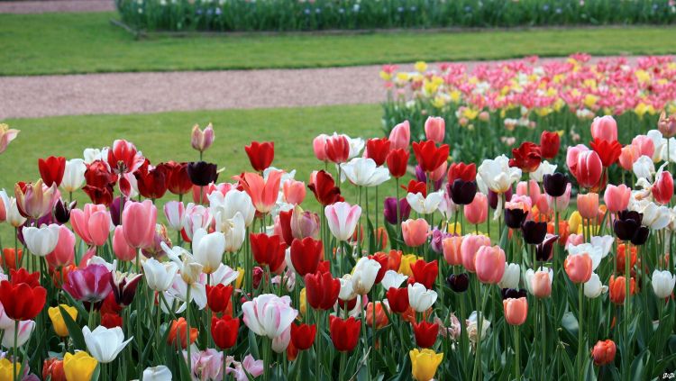 Wallpapers Nature Flowers Floralia Brussels au Chteau de Grand Bigard (2014)