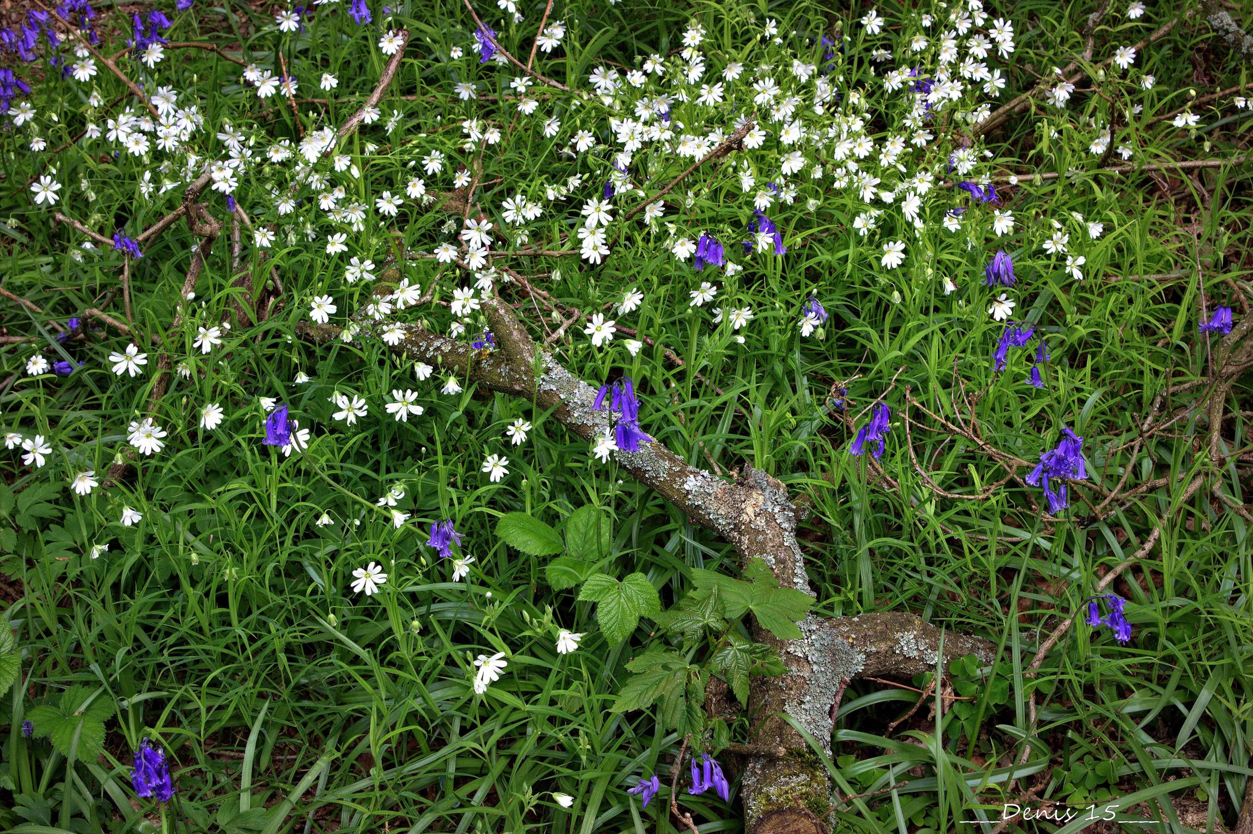 Fonds d'cran Nature Fleurs FORET DE PHALEMPIN