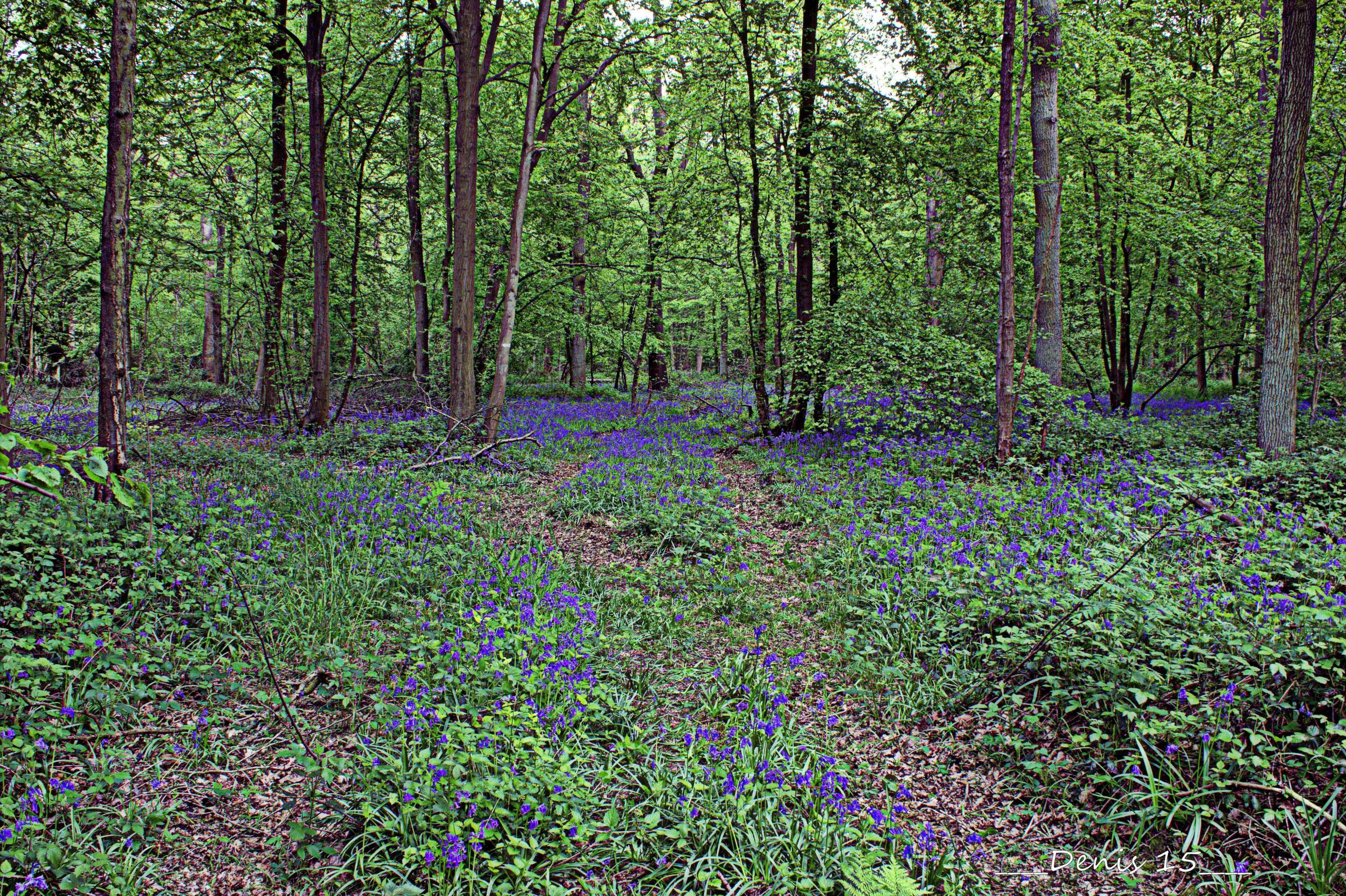 Fonds d'cran Nature Arbres - Forts FORET DE PHALEMPIN