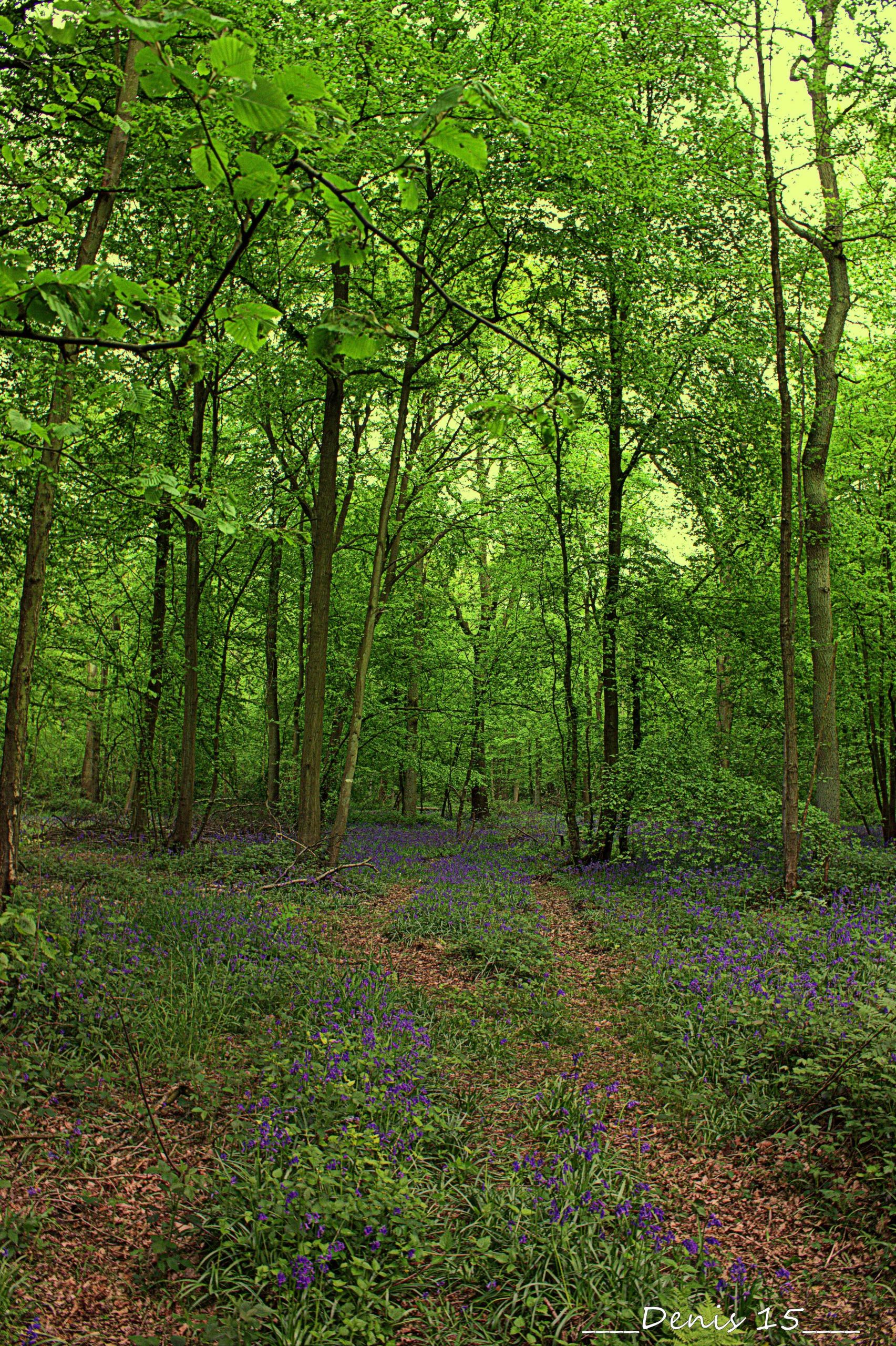 Wallpapers Nature Trees - Forests FORET DE PHALEMPIN