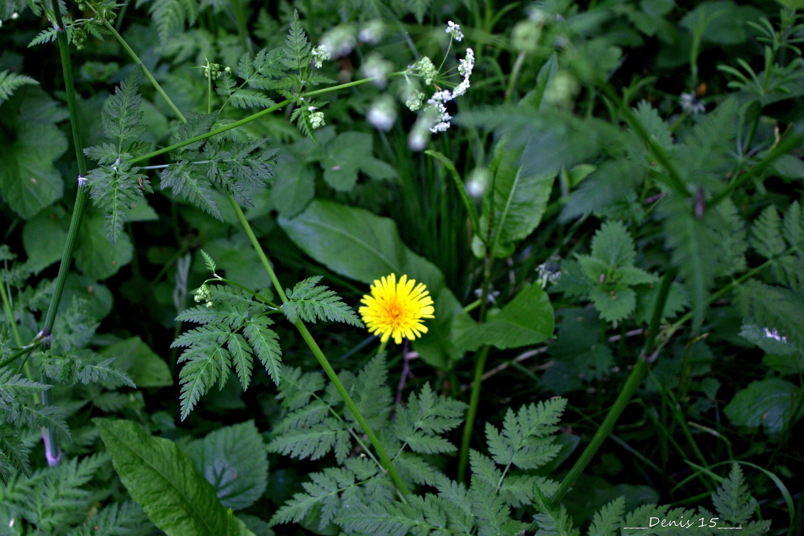 Fonds d'cran Nature Fleurs FORET DE PHALEMPIN