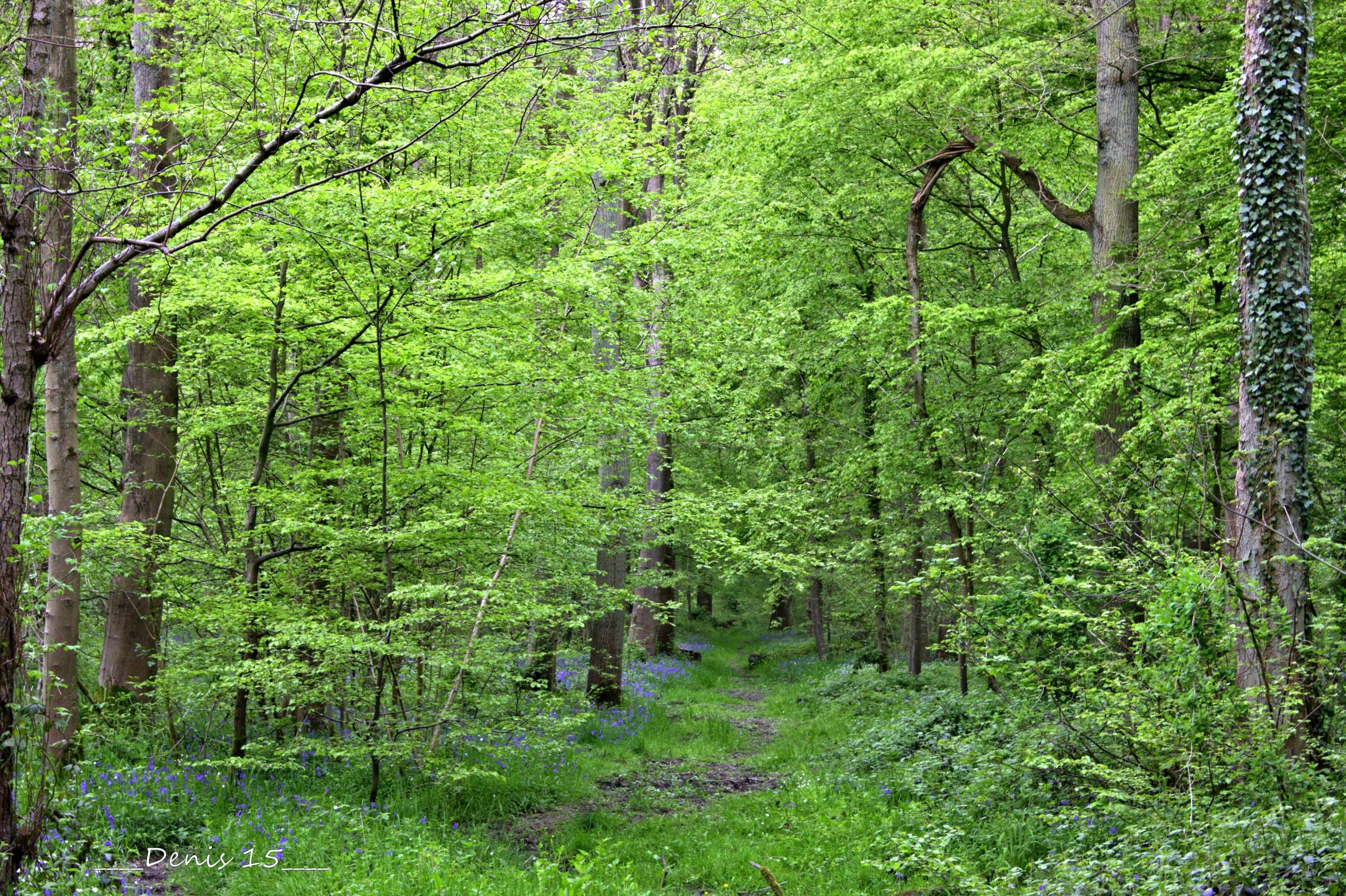 Fonds d'cran Nature Arbres - Forts FORET DE PHALEMPIN