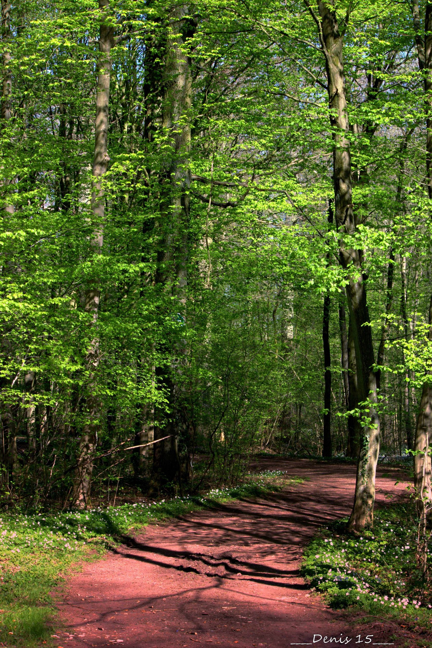 Fonds d'cran Nature Arbres - Forts FORET DE ST AMAND LES EAUX