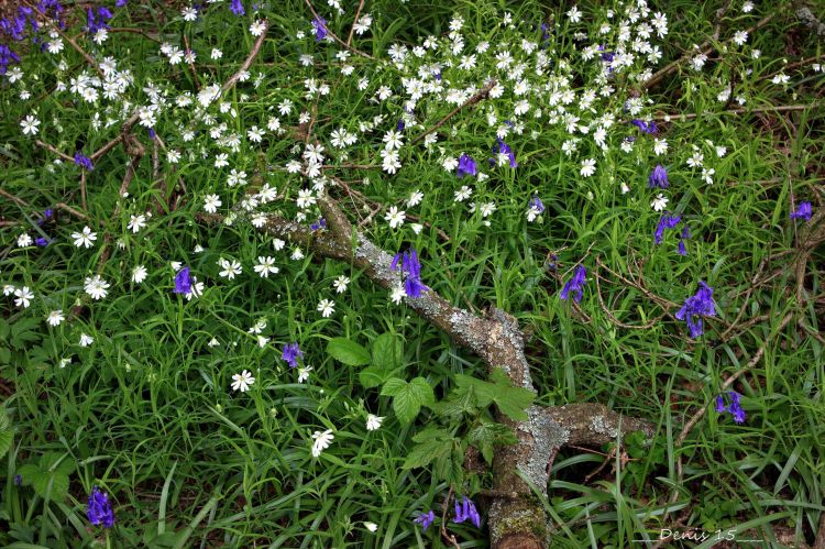 Fonds d'cran Nature Fleurs FORET DE PHALEMPIN