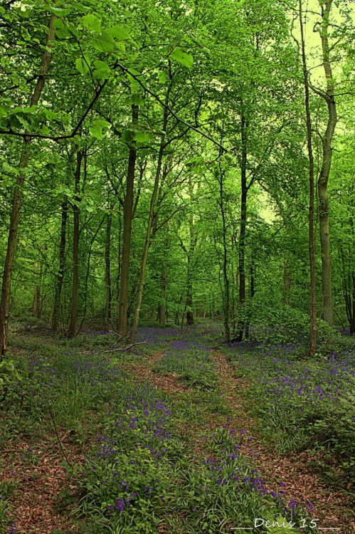 Wallpapers Nature Trees - Forests FORET DE PHALEMPIN