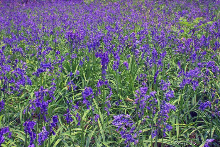 Fonds d'cran Nature Fleurs FORET DE PHALEMPIN