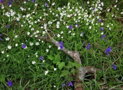  Nature FORET DE PHALEMPIN