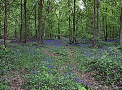  Nature FORET DE PHALEMPIN