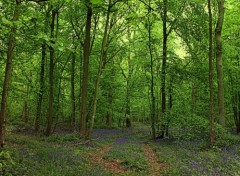  Nature FORET DE PHALEMPIN