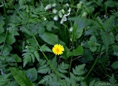  Nature FORET DE PHALEMPIN