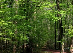  Nature FORET DE ST AMAND LES EAUX