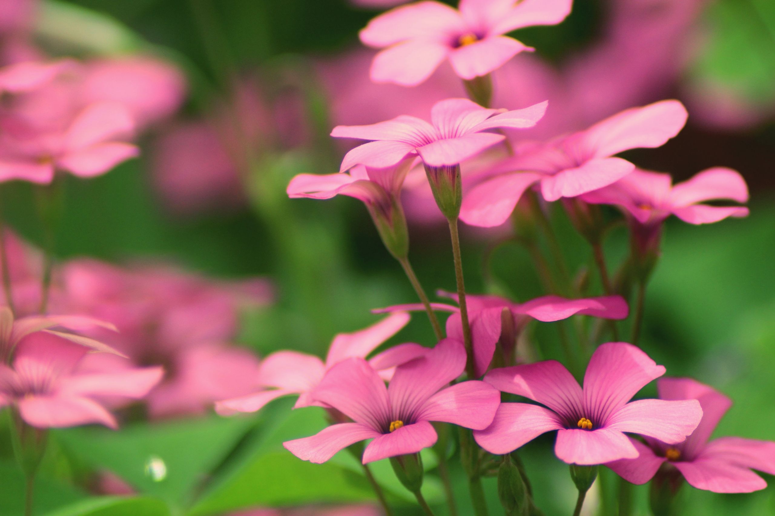 Fonds d'cran Nature Fleurs Oxalys