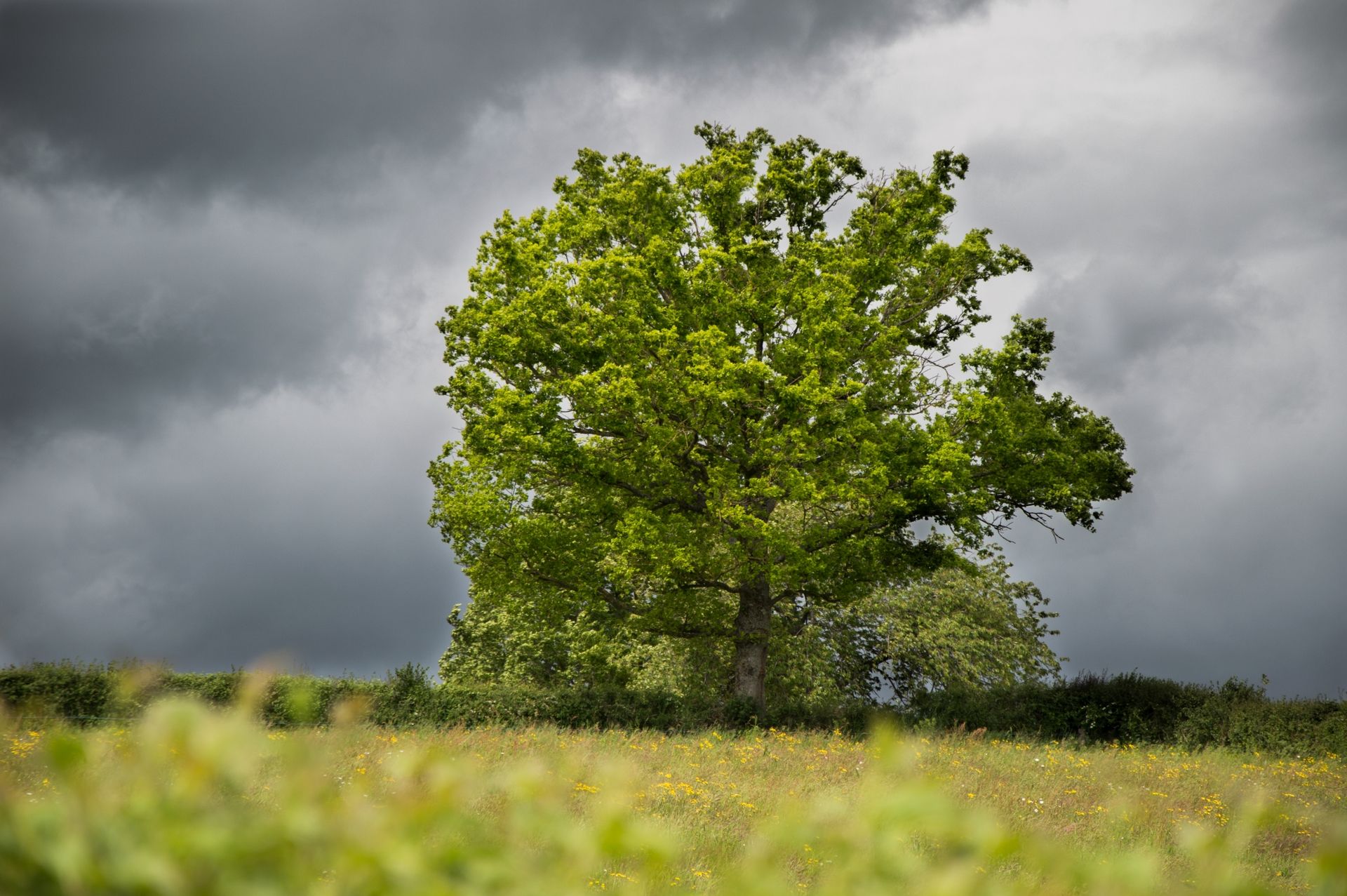 Fonds d'cran Nature Arbres - Forts 