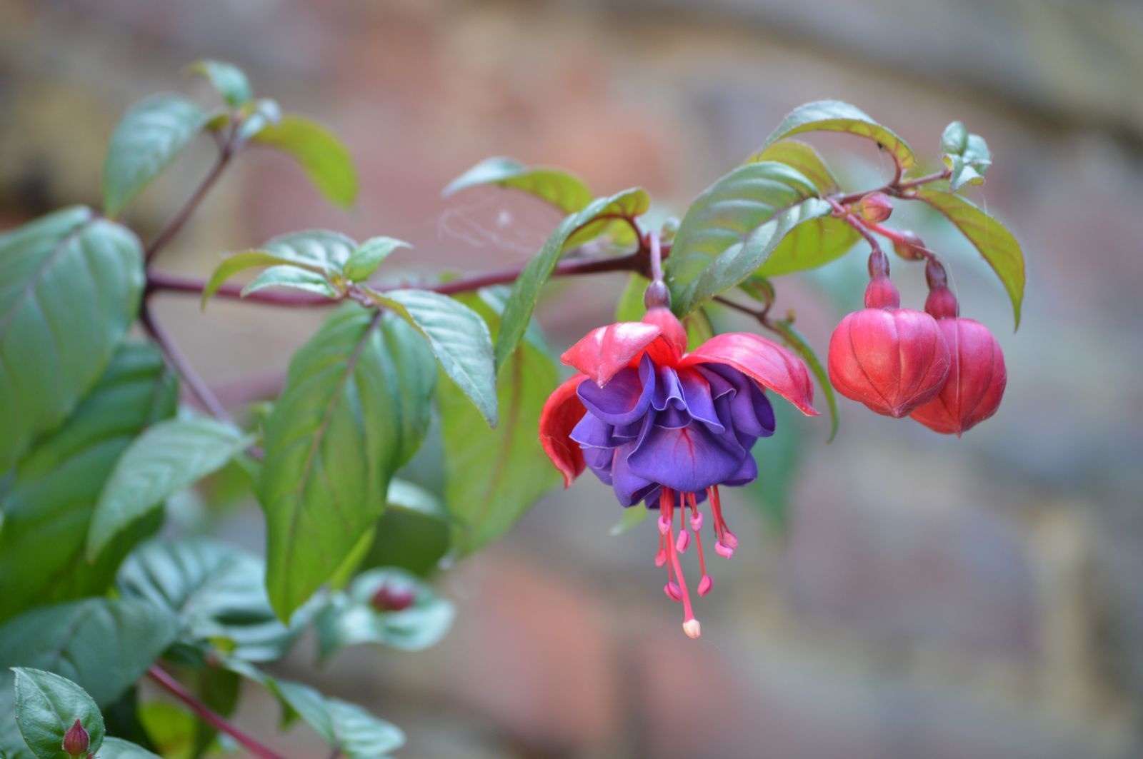 Fonds d'cran Nature Fleurs 