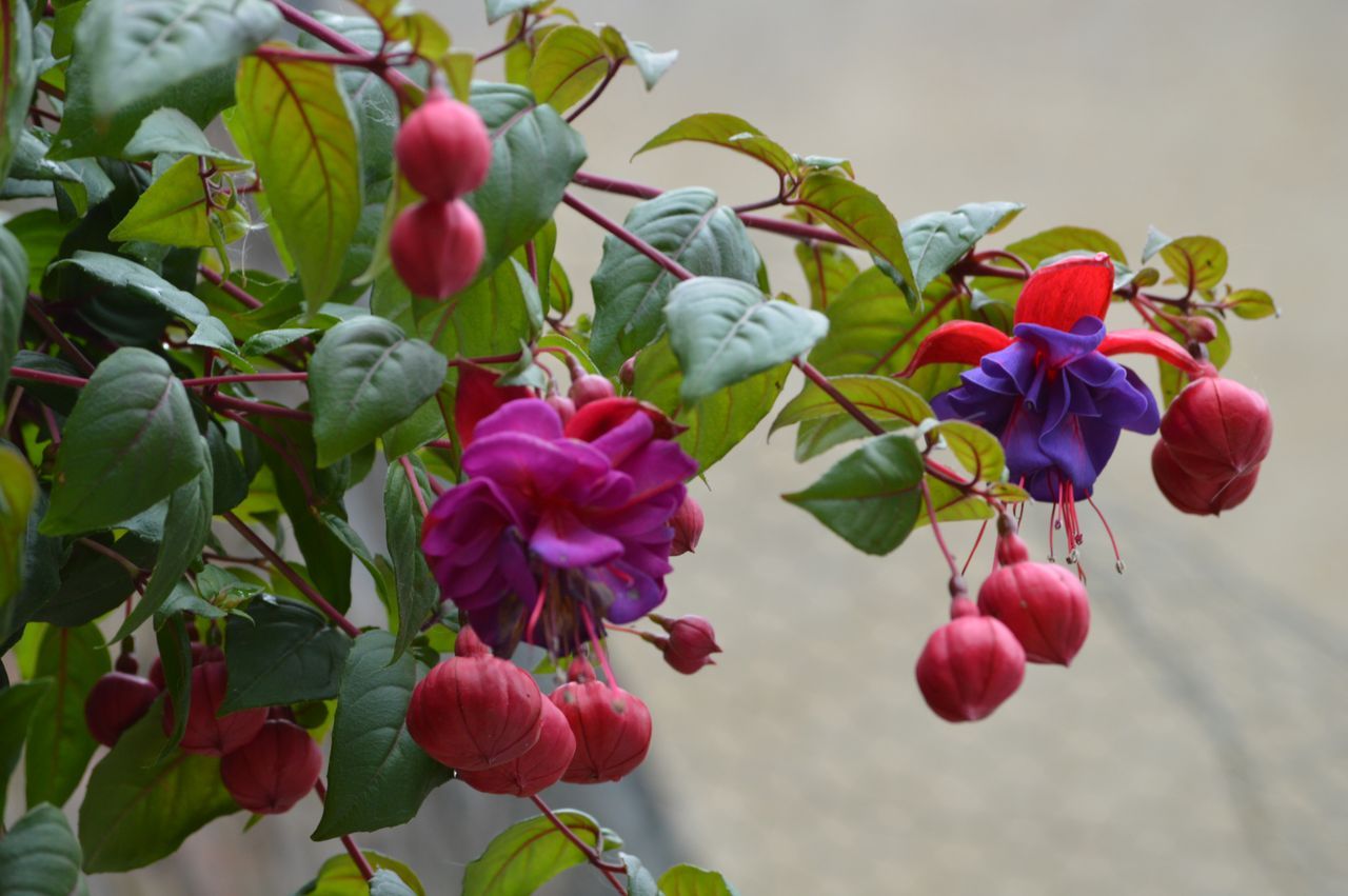 Fonds d'cran Nature Fleurs 