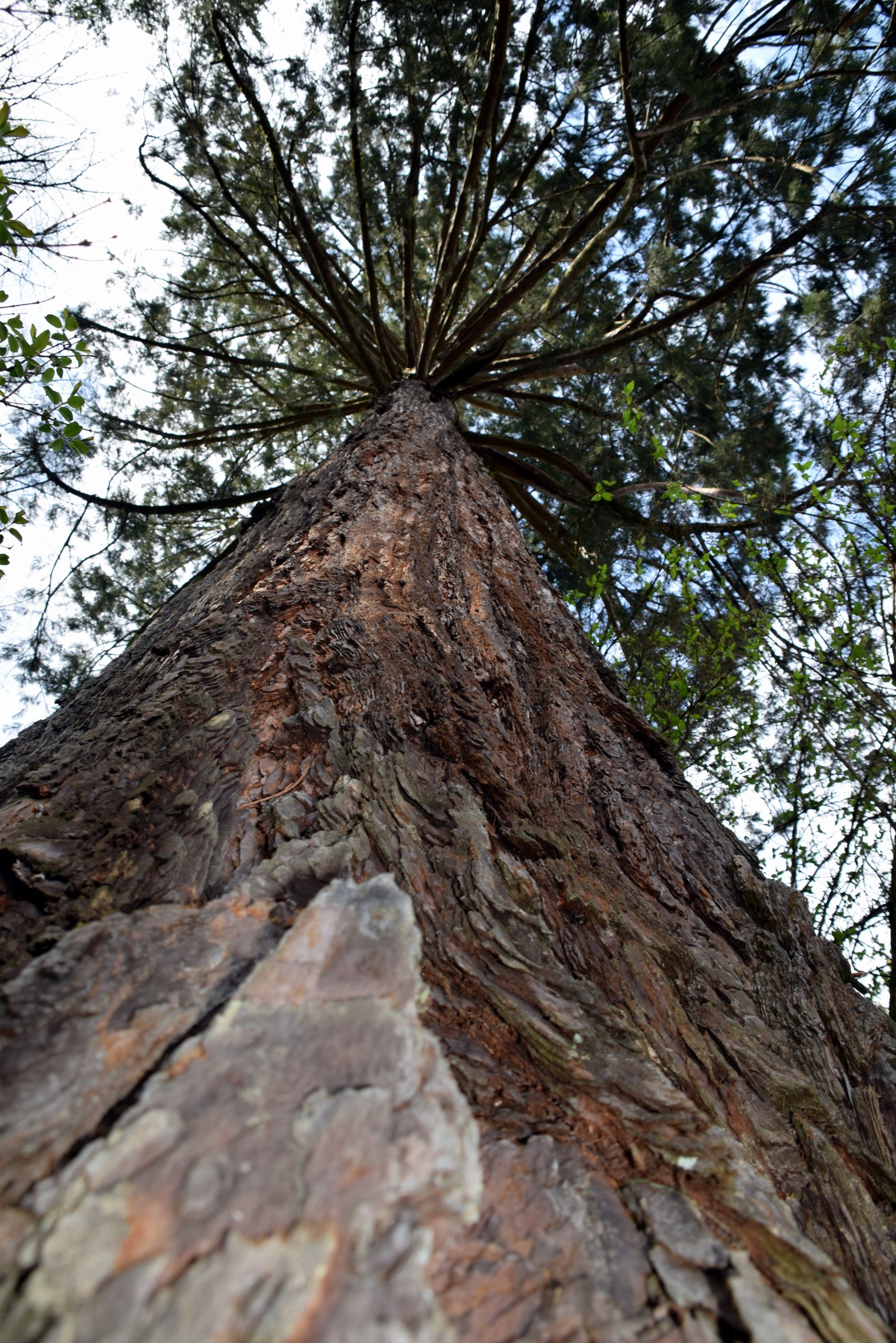 Wallpapers Nature Trees - Forests 