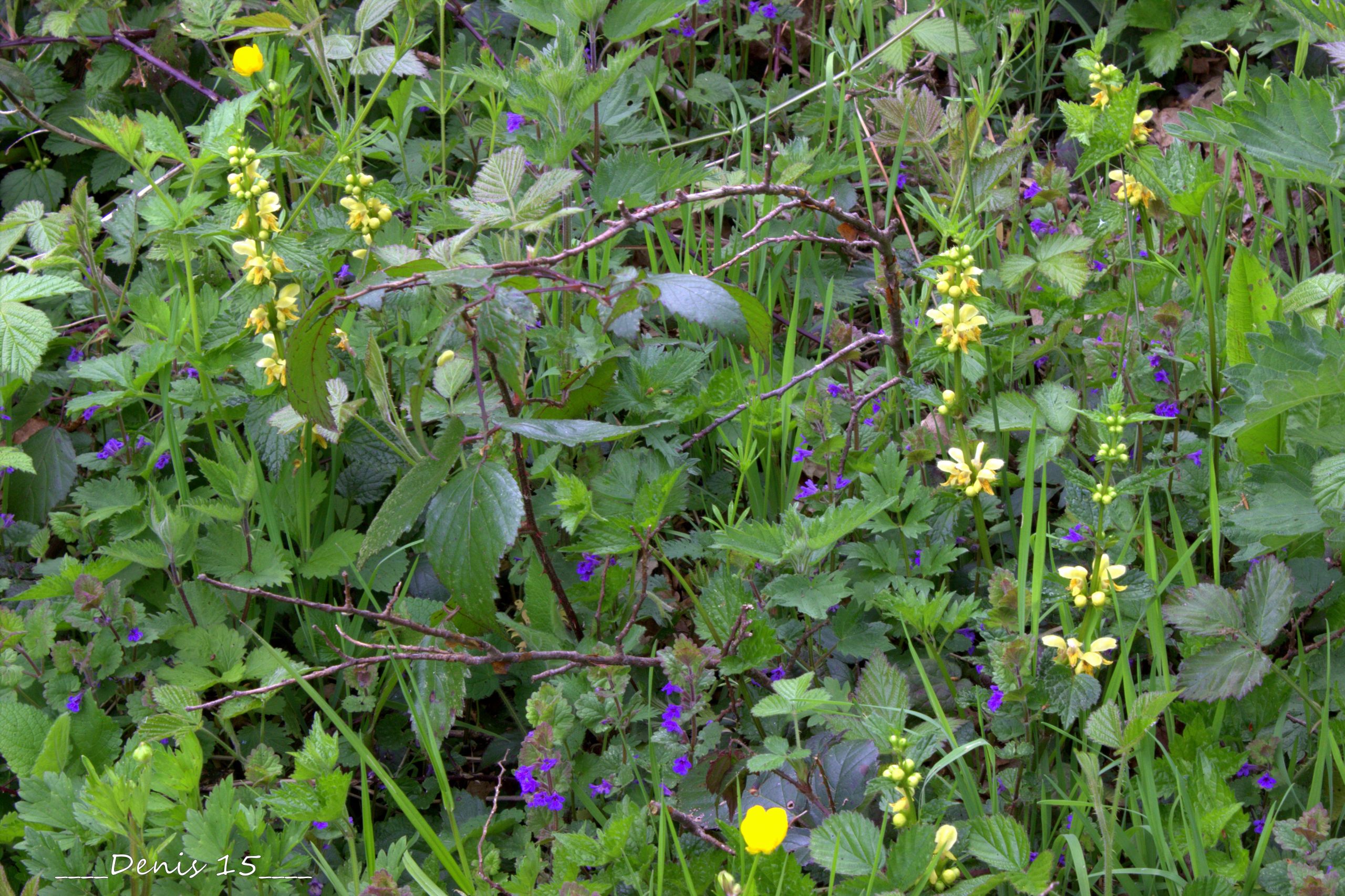 Fonds d'cran Nature Fleurs FORET DE PHALEMPIN