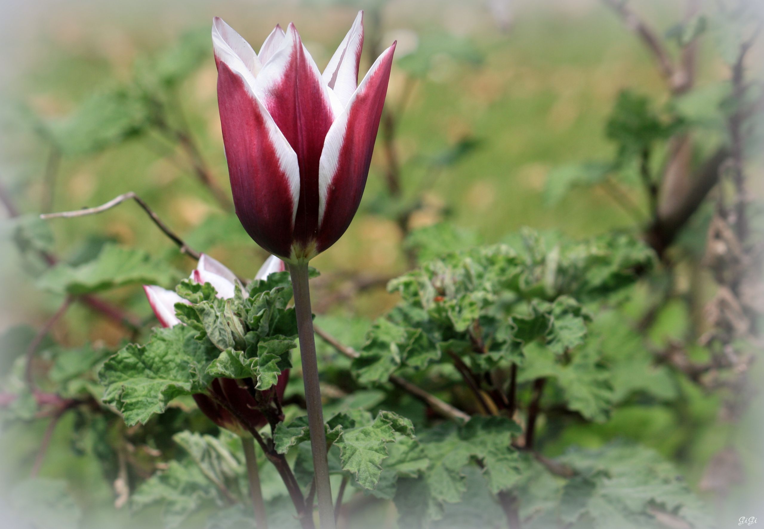 Fonds d'cran Nature Fleurs Costums Vnitiens aux Jardins d'Annevoie (2015)