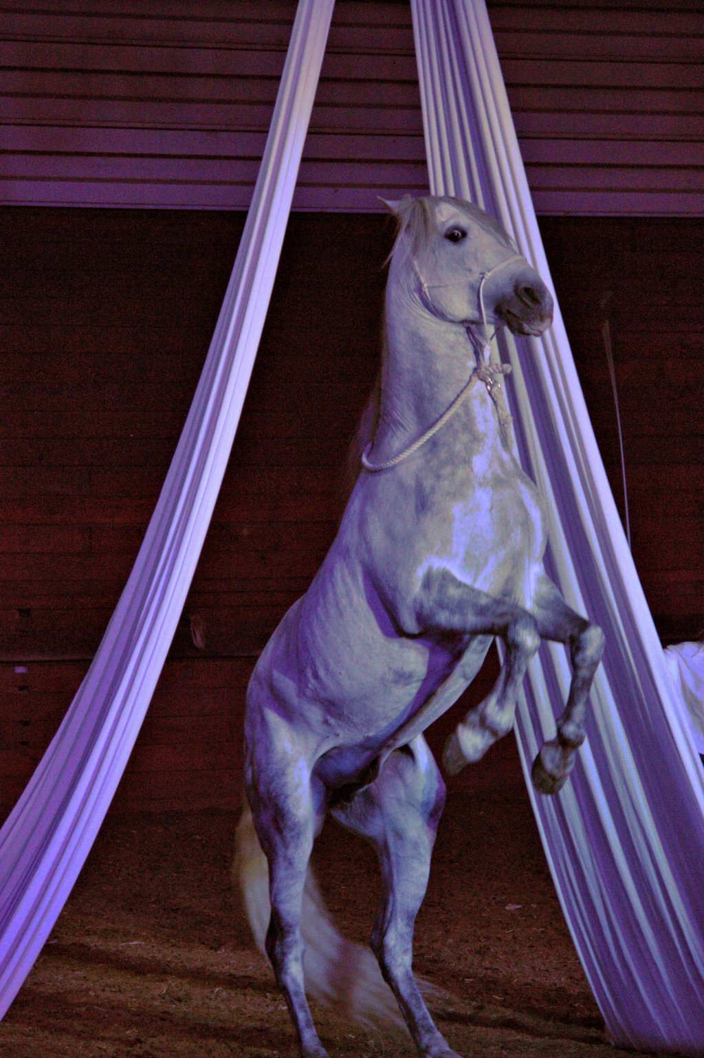 Fonds d'cran Animaux Chevaux LE THEATRE EQUESTRE