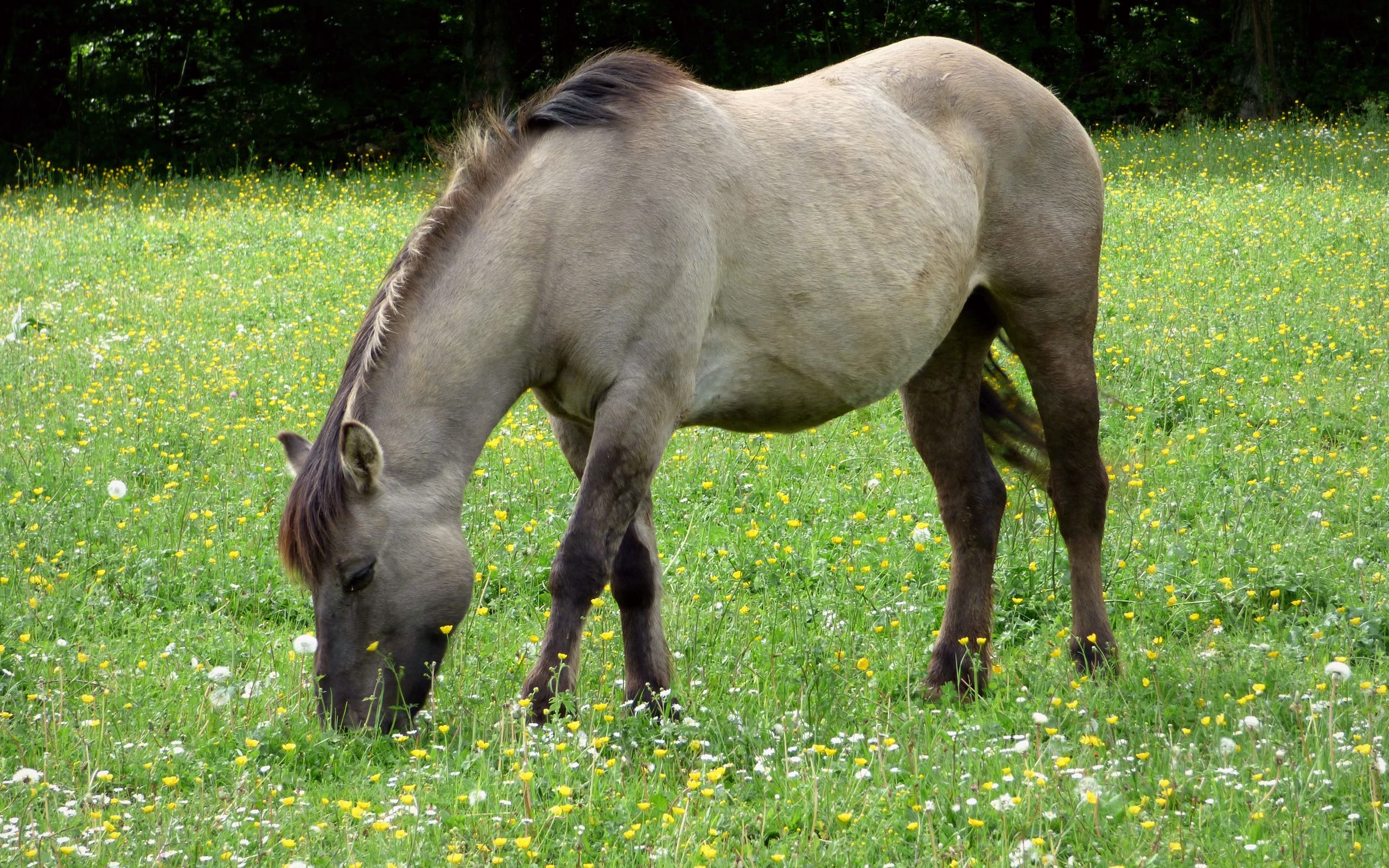 Fonds d'cran Animaux Chevaux 