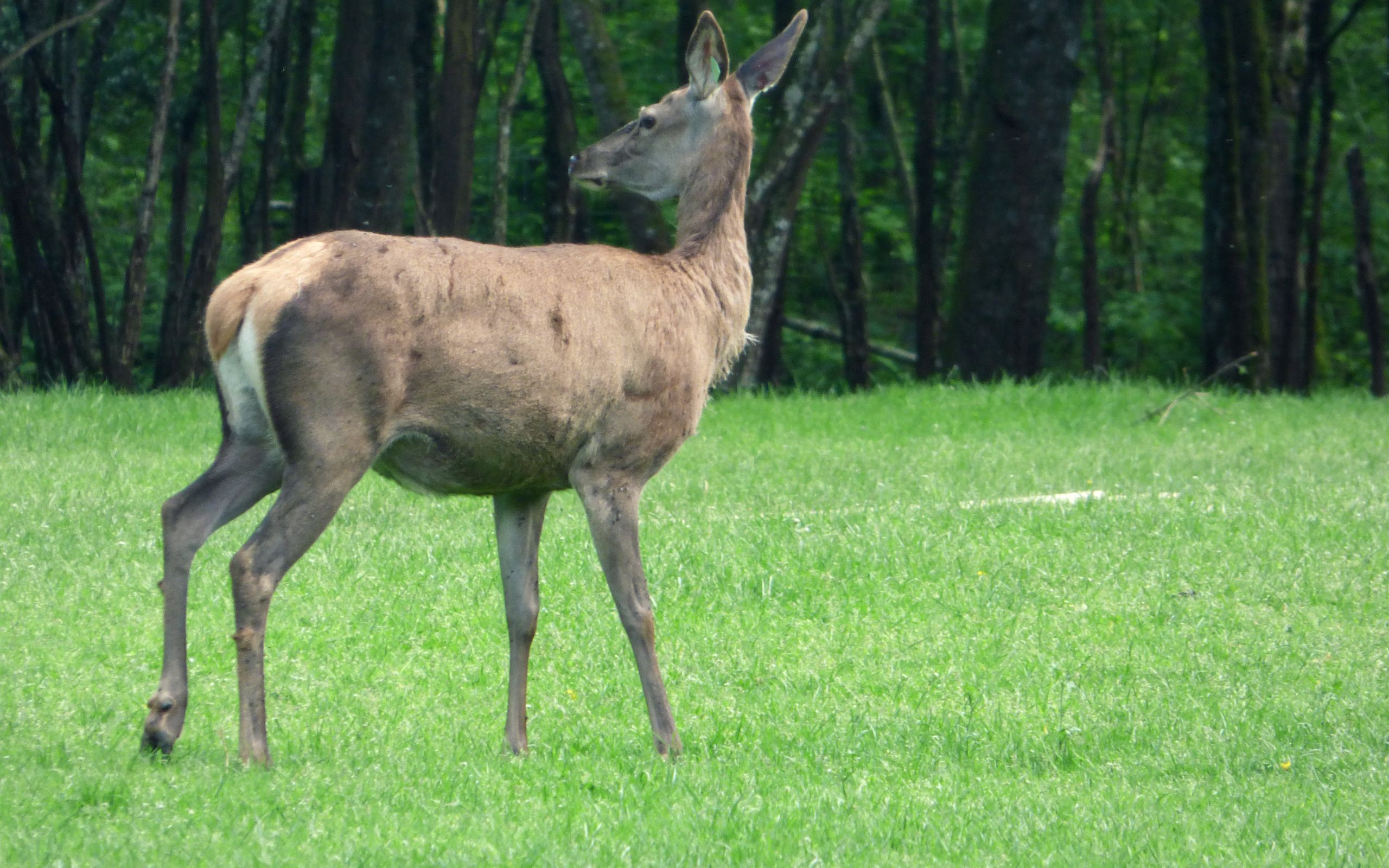 Fonds d'cran Animaux Cervids 