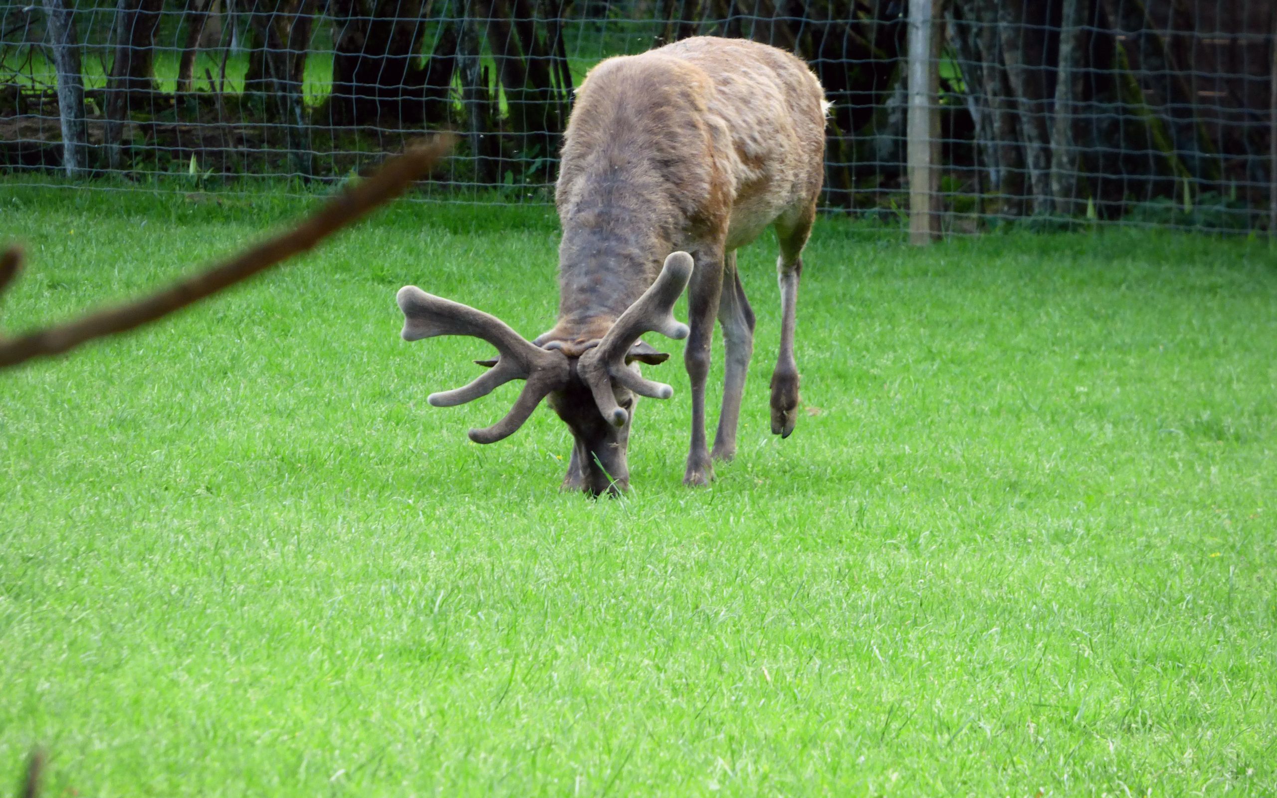 Wallpapers Animals Cervids 