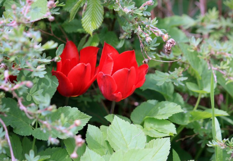 Wallpapers Nature Flowers Costums Vnitiens aux Jardins d'Annevoie (2015)