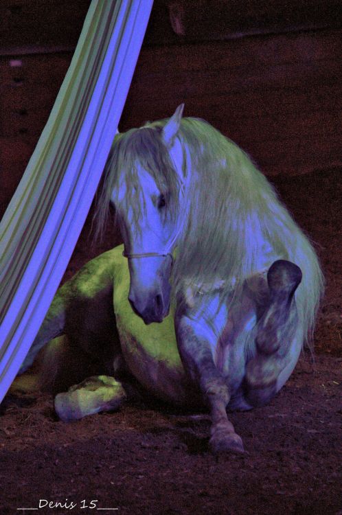 Fonds d'cran Animaux Chevaux LE THEATRE EQUESTRE