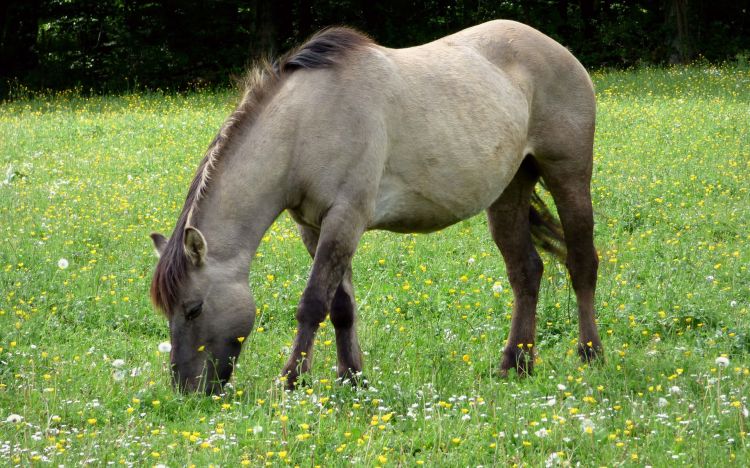 Fonds d'cran Animaux Chevaux Wallpaper N405037