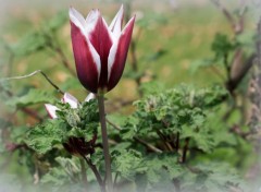  Nature Costums Vnitiens aux Jardins d'Annevoie (2015)