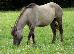  Animaux Image sans titre N405037