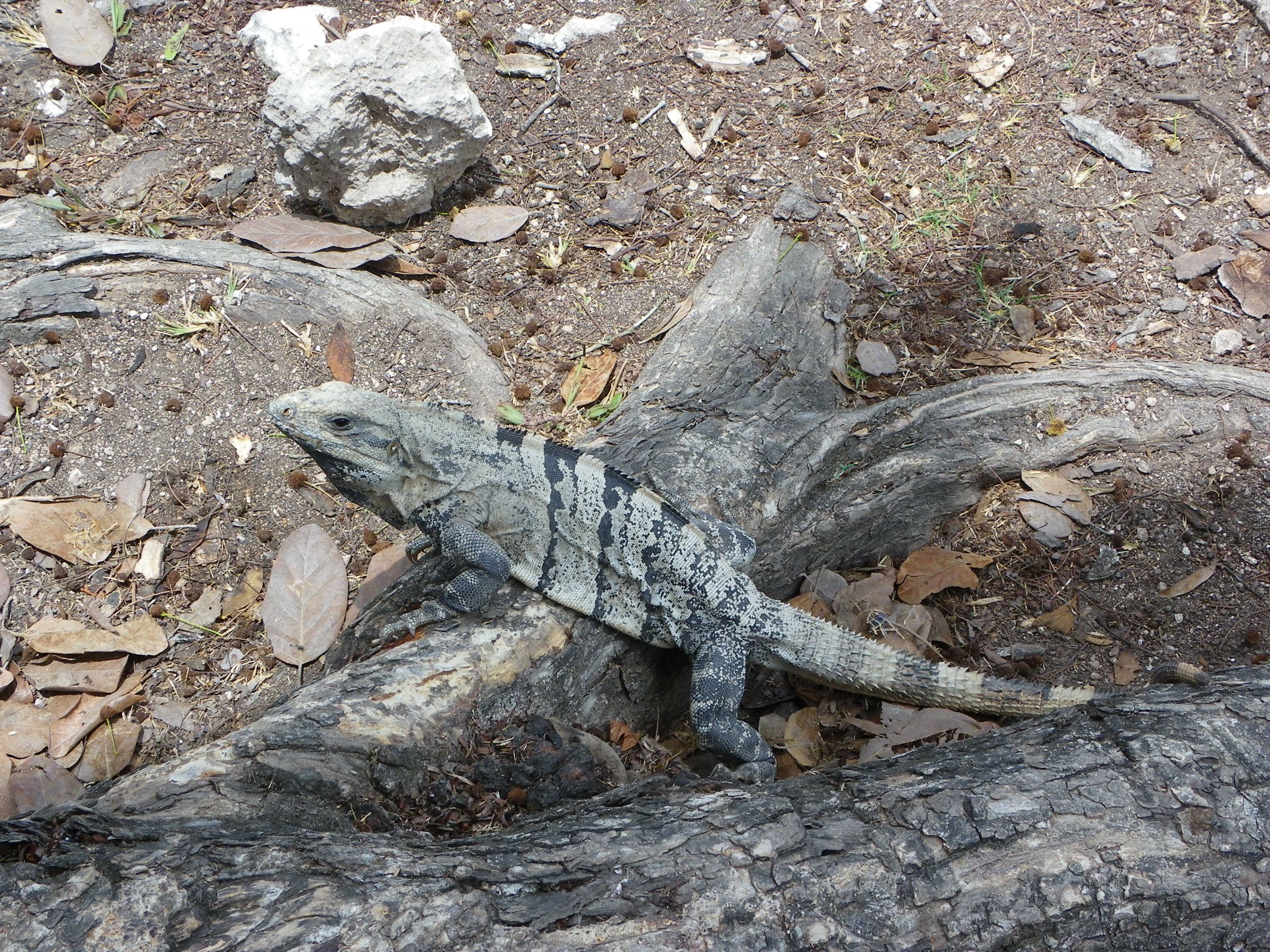 Fonds d'cran Animaux Lzards - Iguanes 