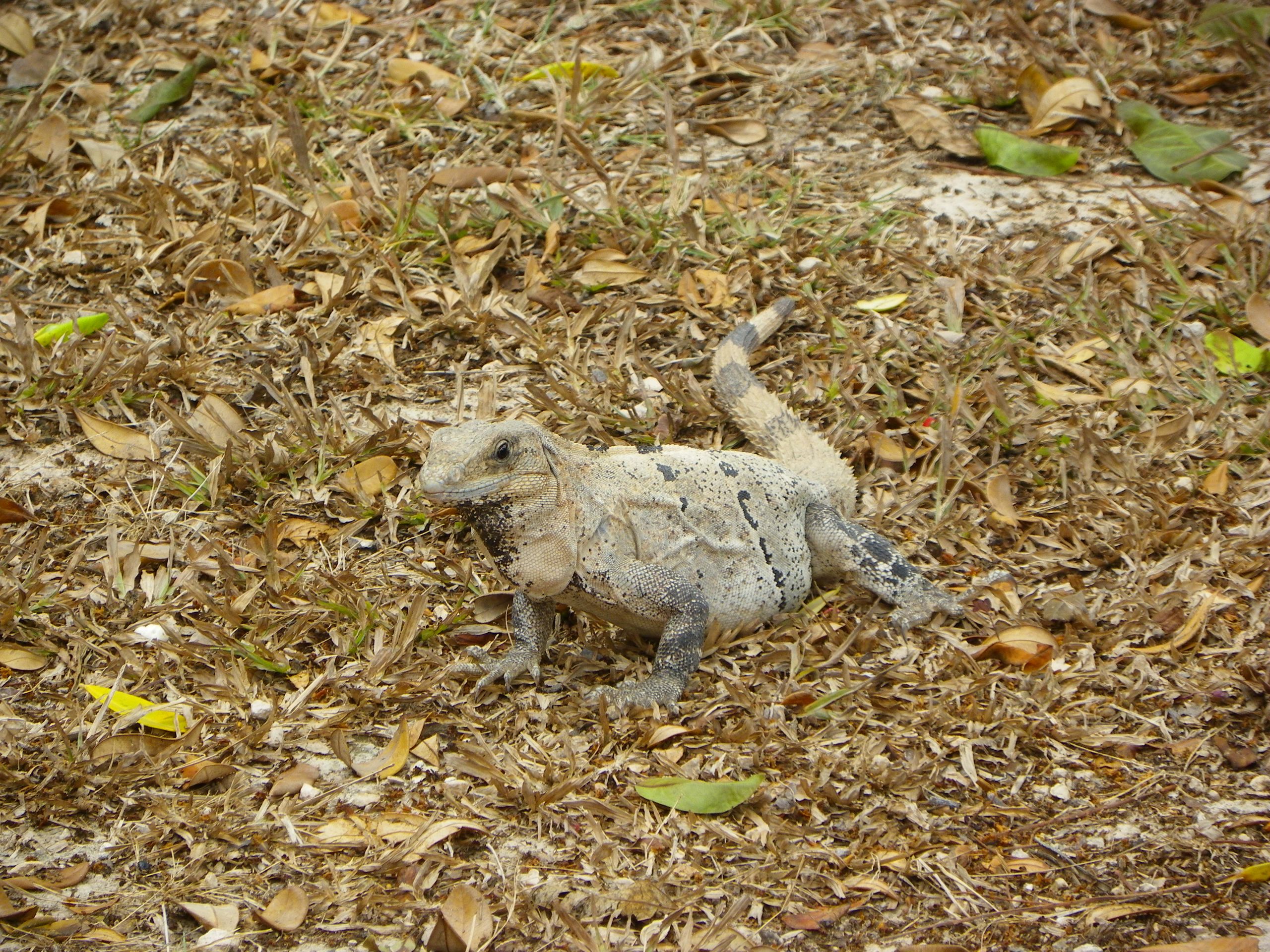 Fonds d'cran Animaux Lzards - Iguanes 