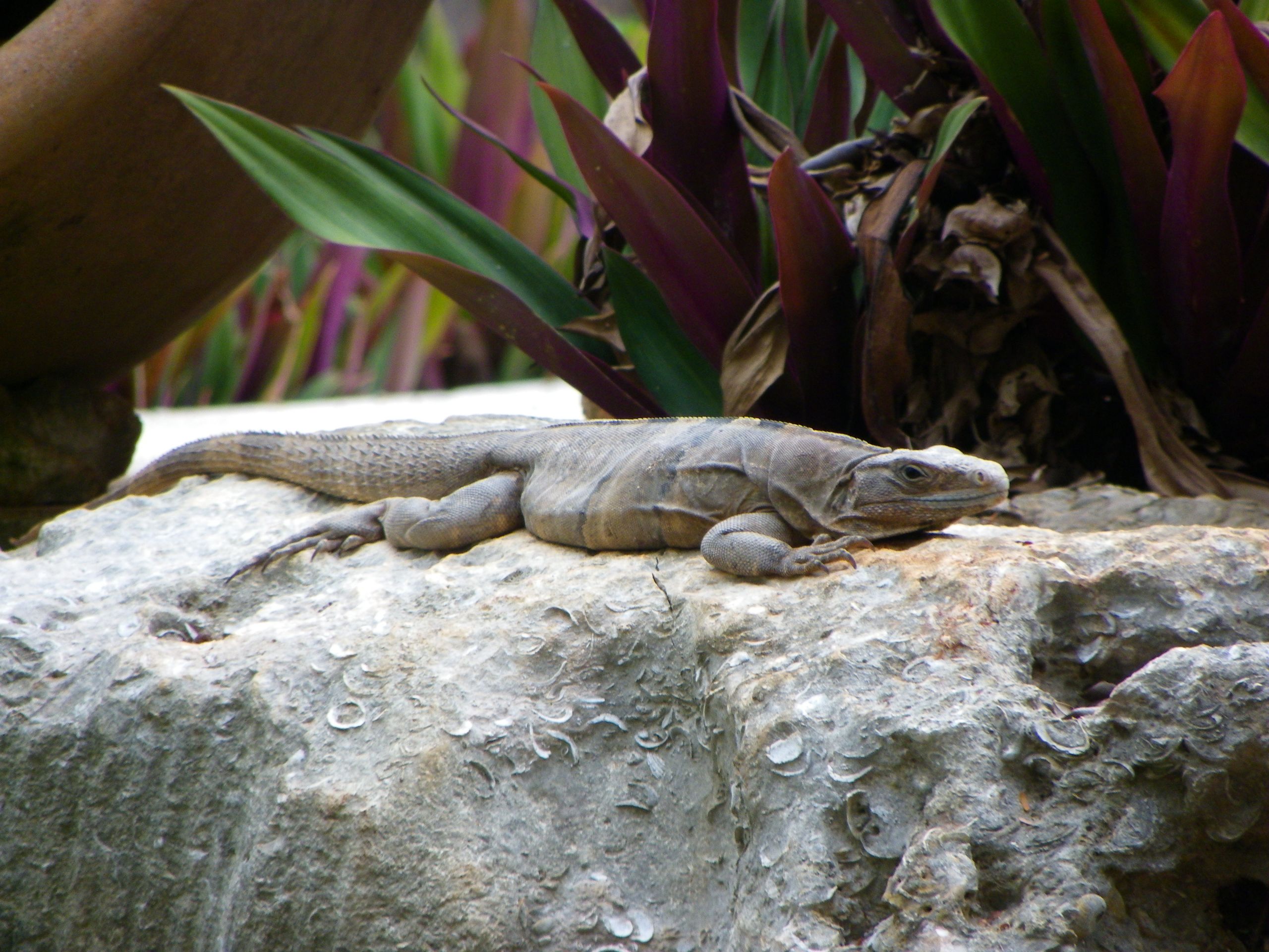 Fonds d'cran Animaux Lzards - Iguanes 