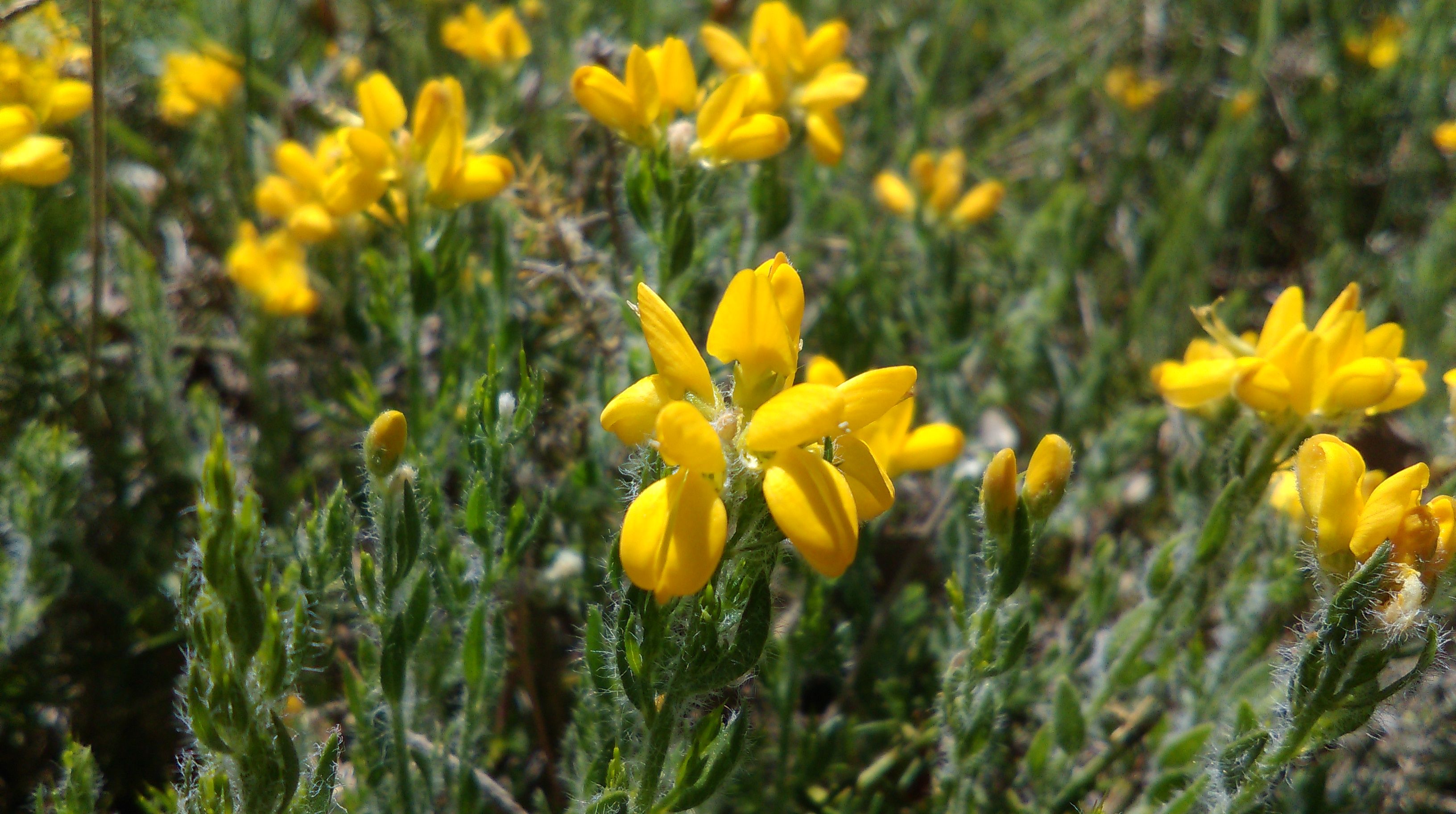 Fonds d'cran Nature Fleurs 