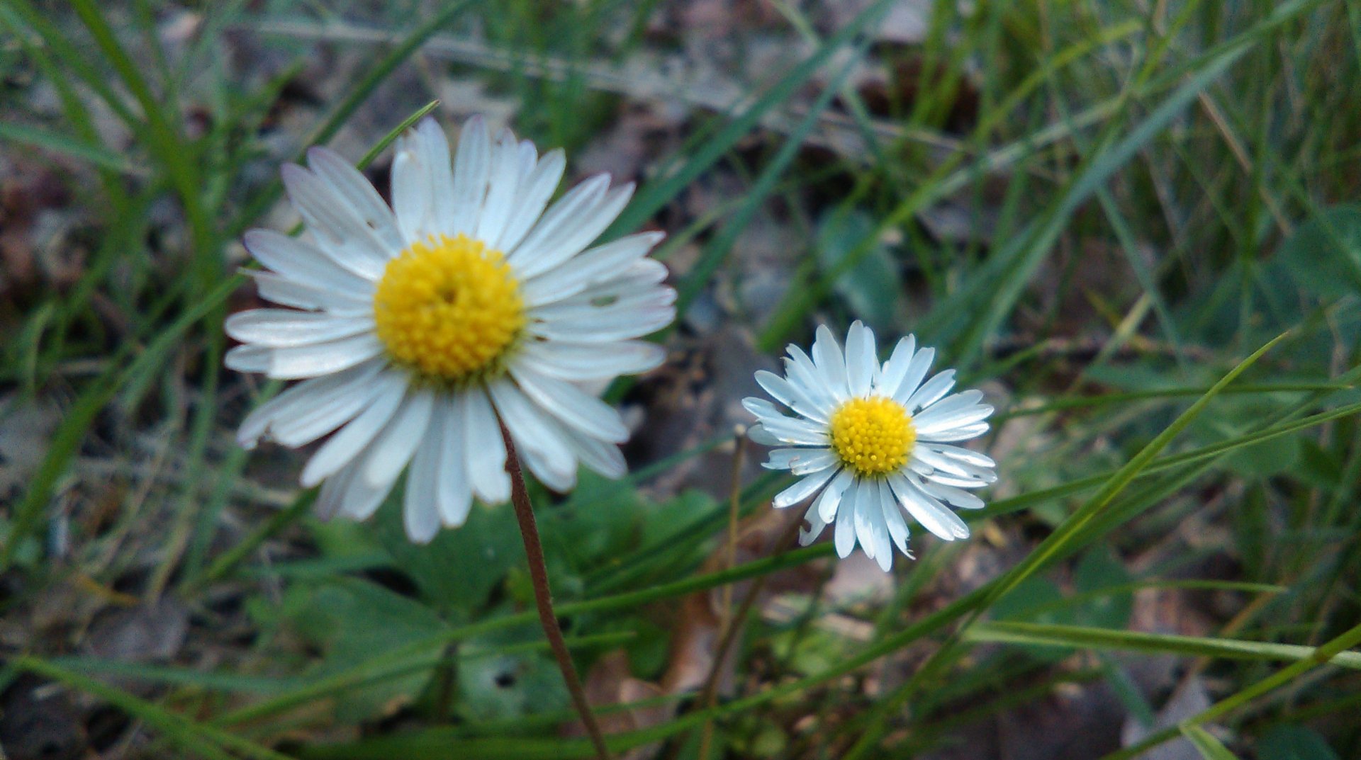 Wallpapers Nature Flowers 