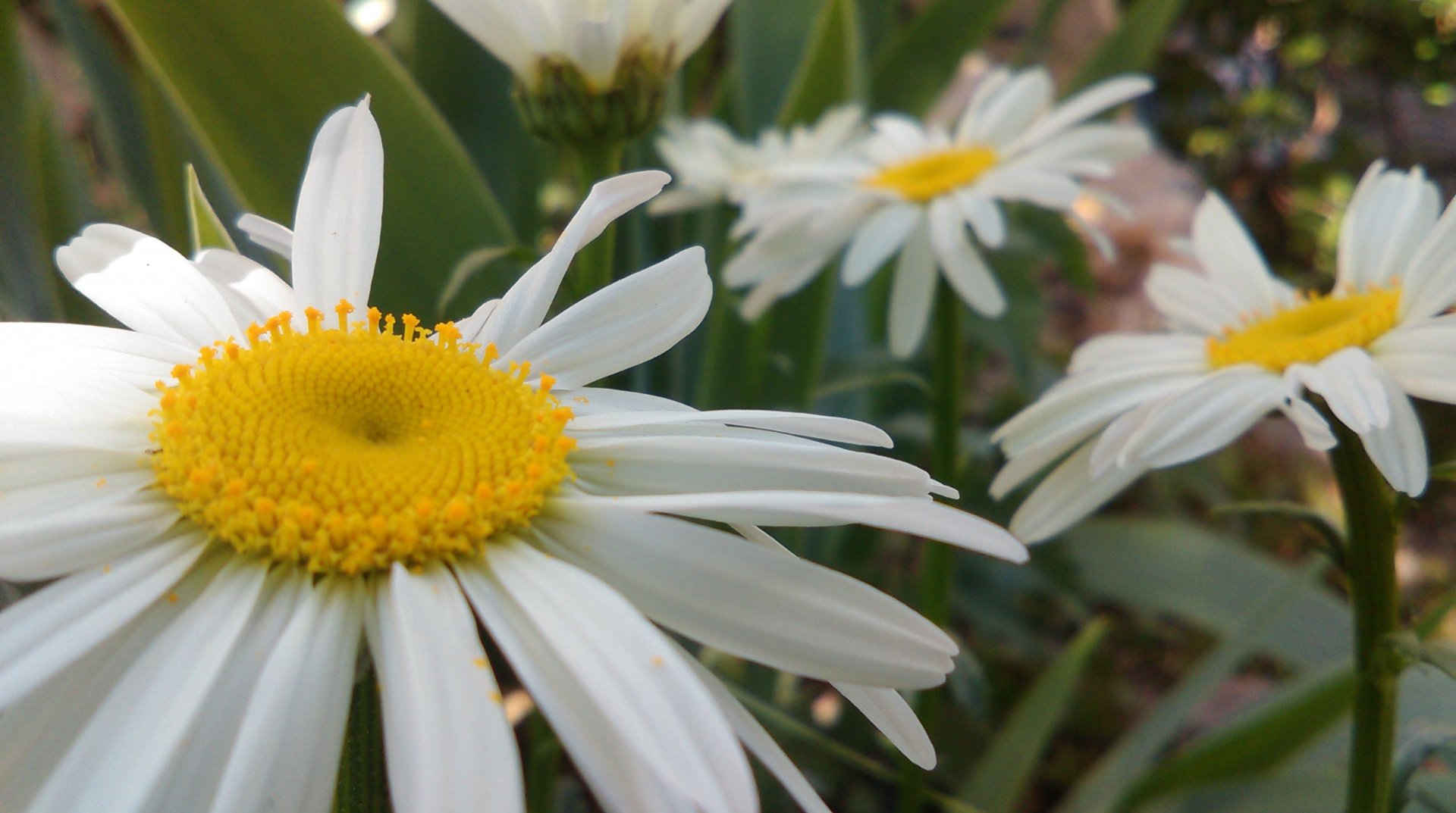 Wallpapers Nature Flowers 