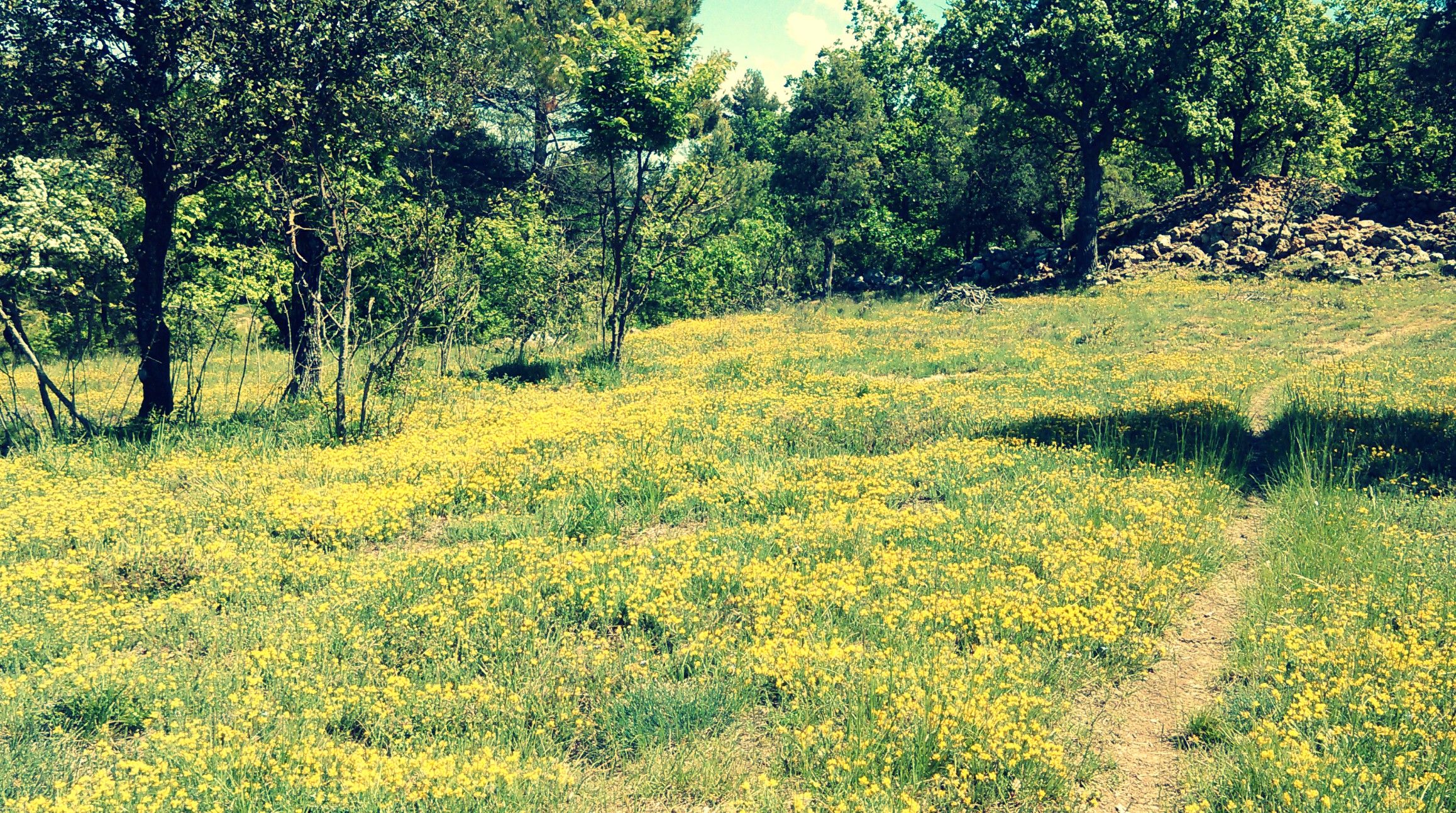 Fonds d'cran Nature Champs - Prairies 