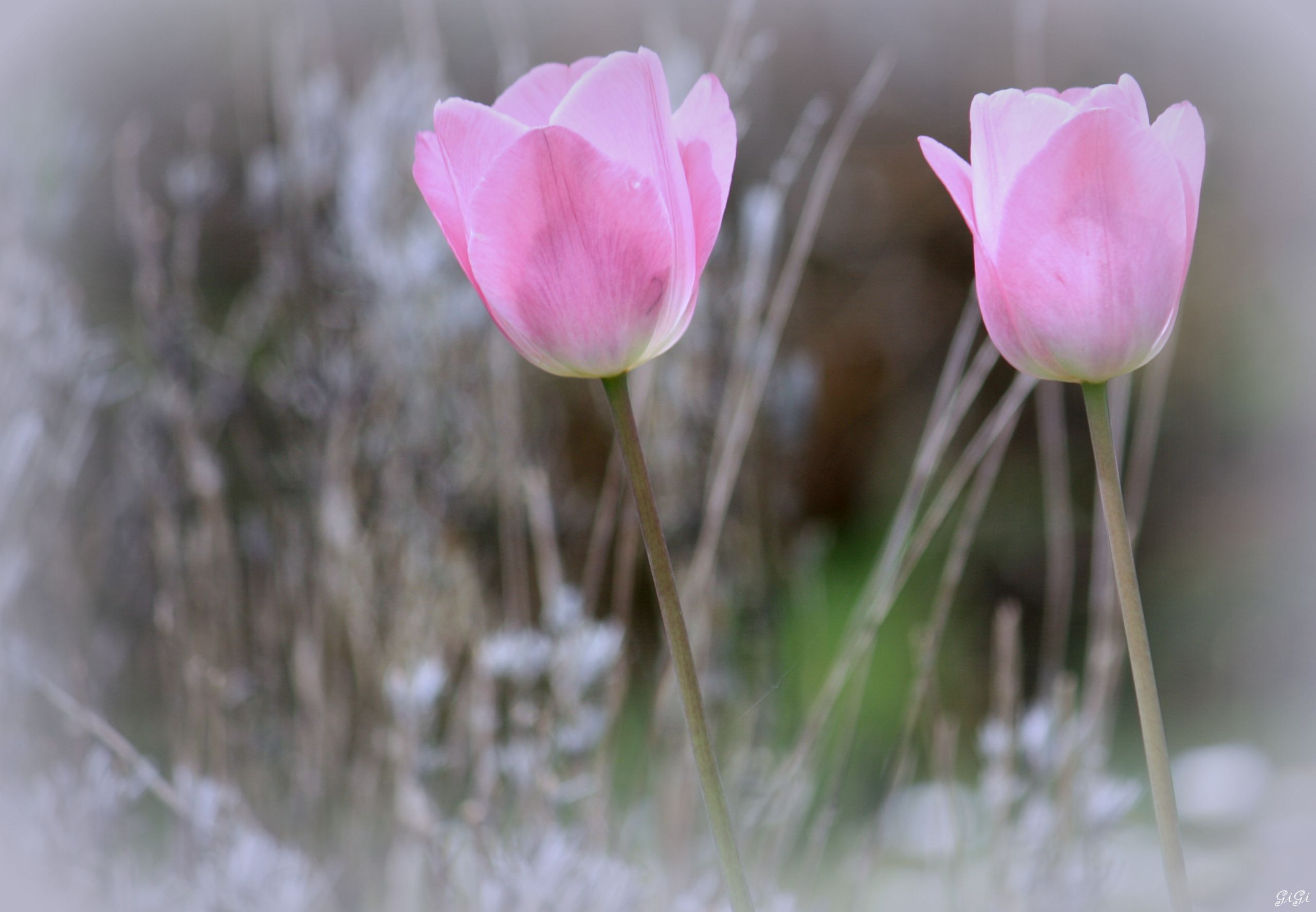 Fonds d'cran Nature Fleurs Annevoie : son chteau, ses jardins, ses costums vnitiens (2015)