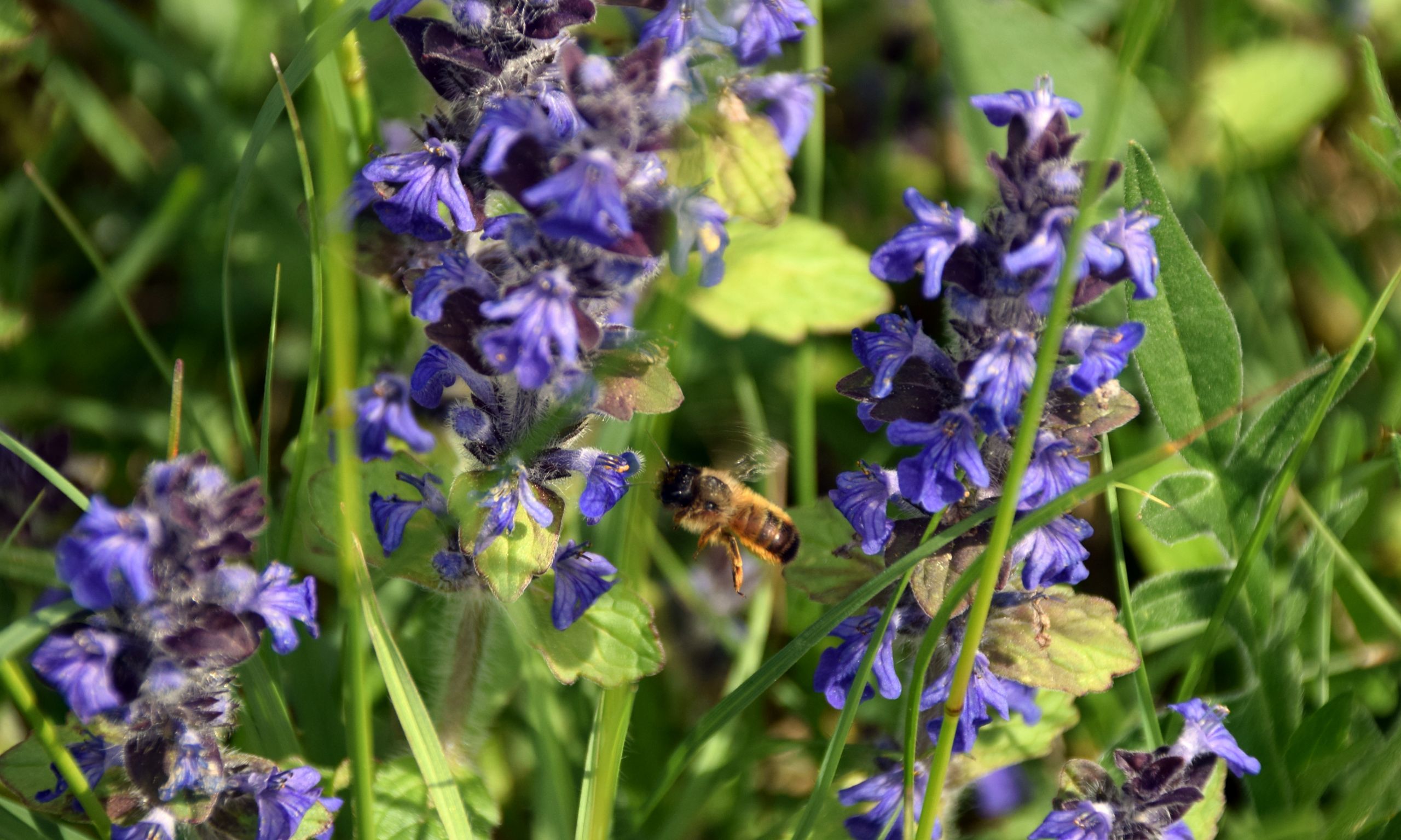 Fonds d'cran Animaux Insectes - Abeilles Gupes ... 