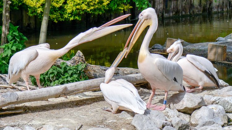 Fonds d'cran Animaux Oiseaux - Plicans Pélicans