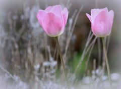  Nature Annevoie : son chteau, ses jardins, ses costums vnitiens (2015)