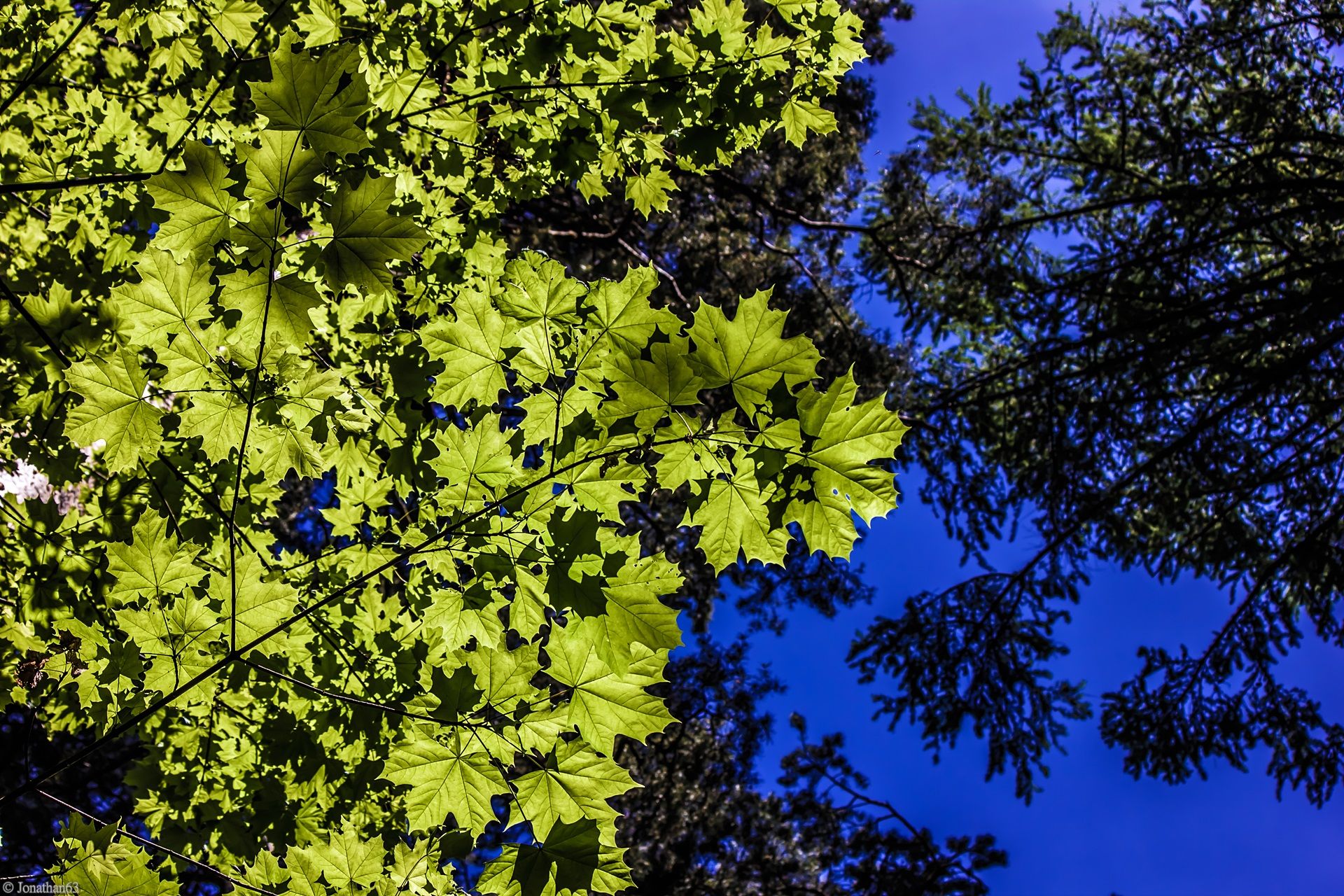 Fonds d'cran Nature Feuilles - Feuillages 