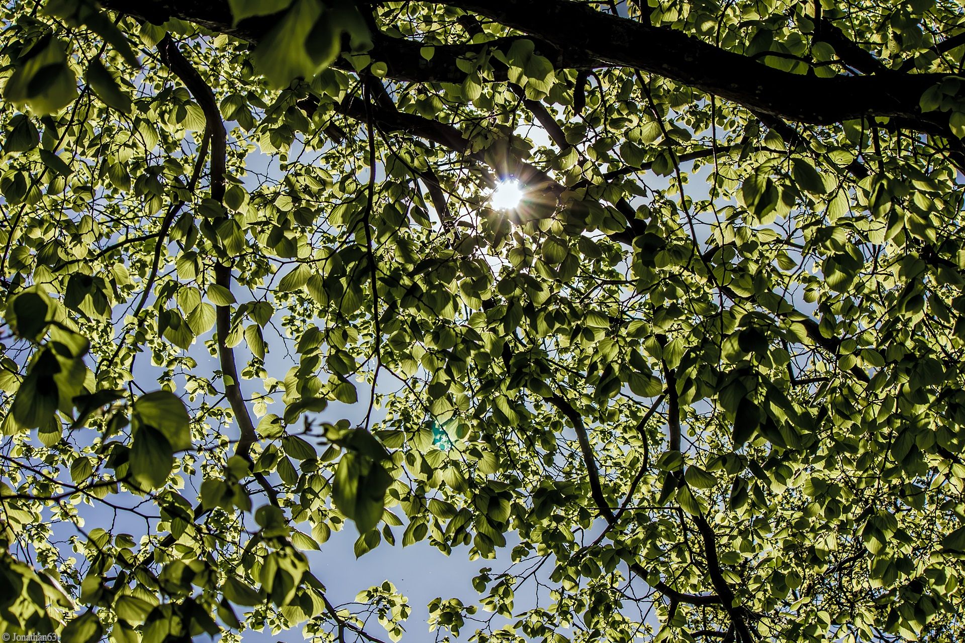 Wallpapers Nature Leaves - Foliage 